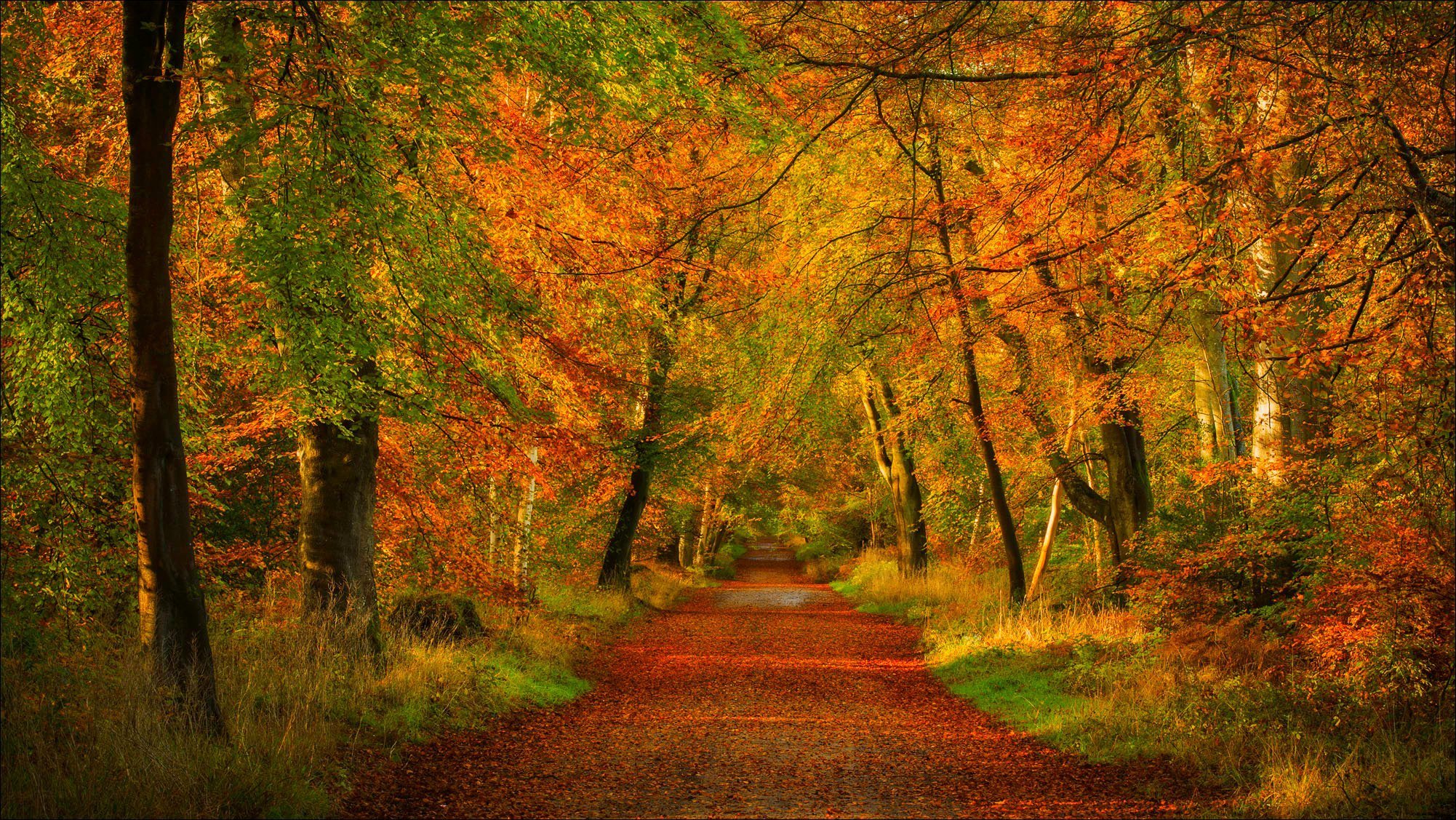 natura foresta parco alberi foglie colorato strada autunno caduta colori passeggiata