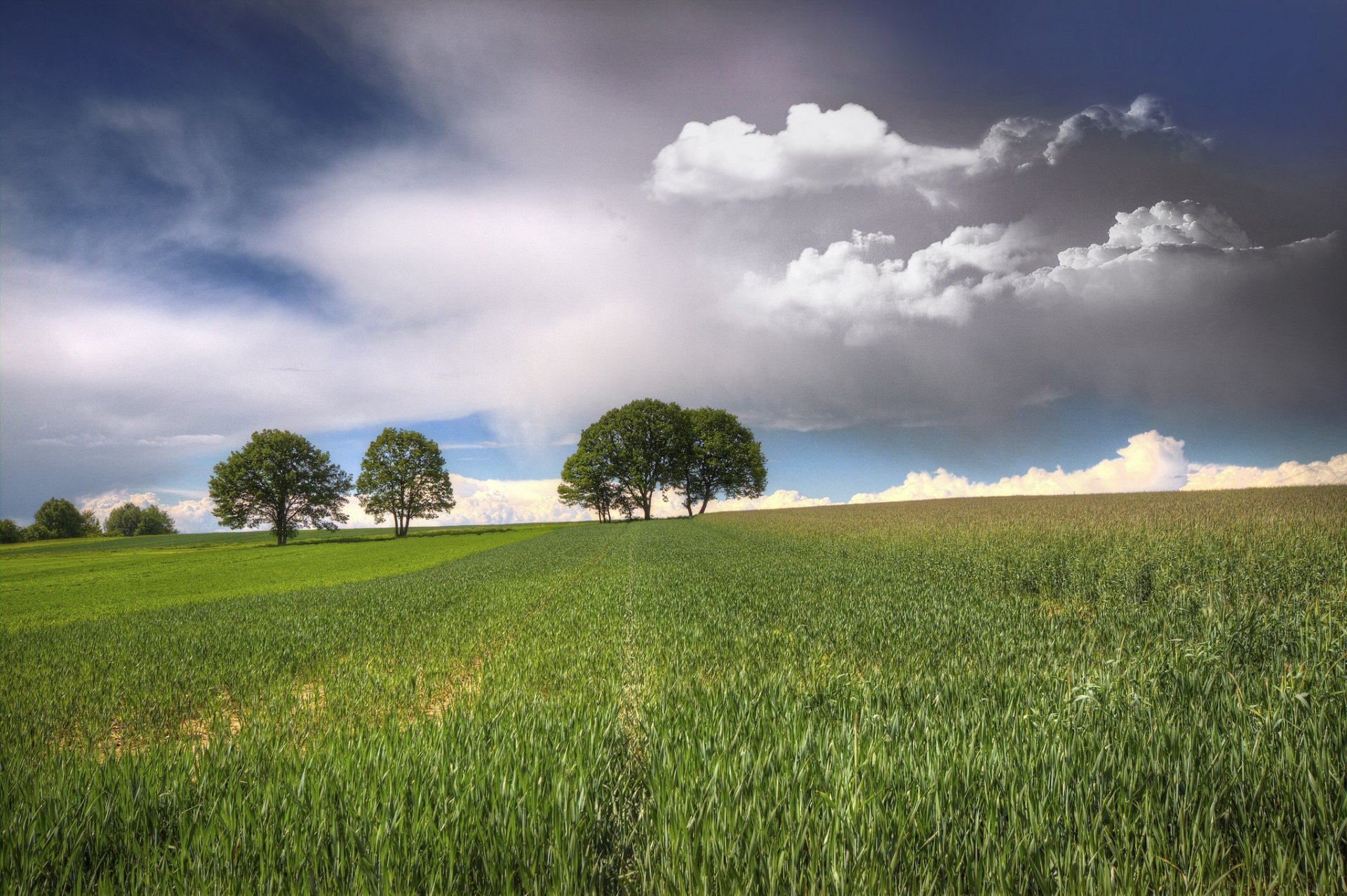 the field tree sky cloud