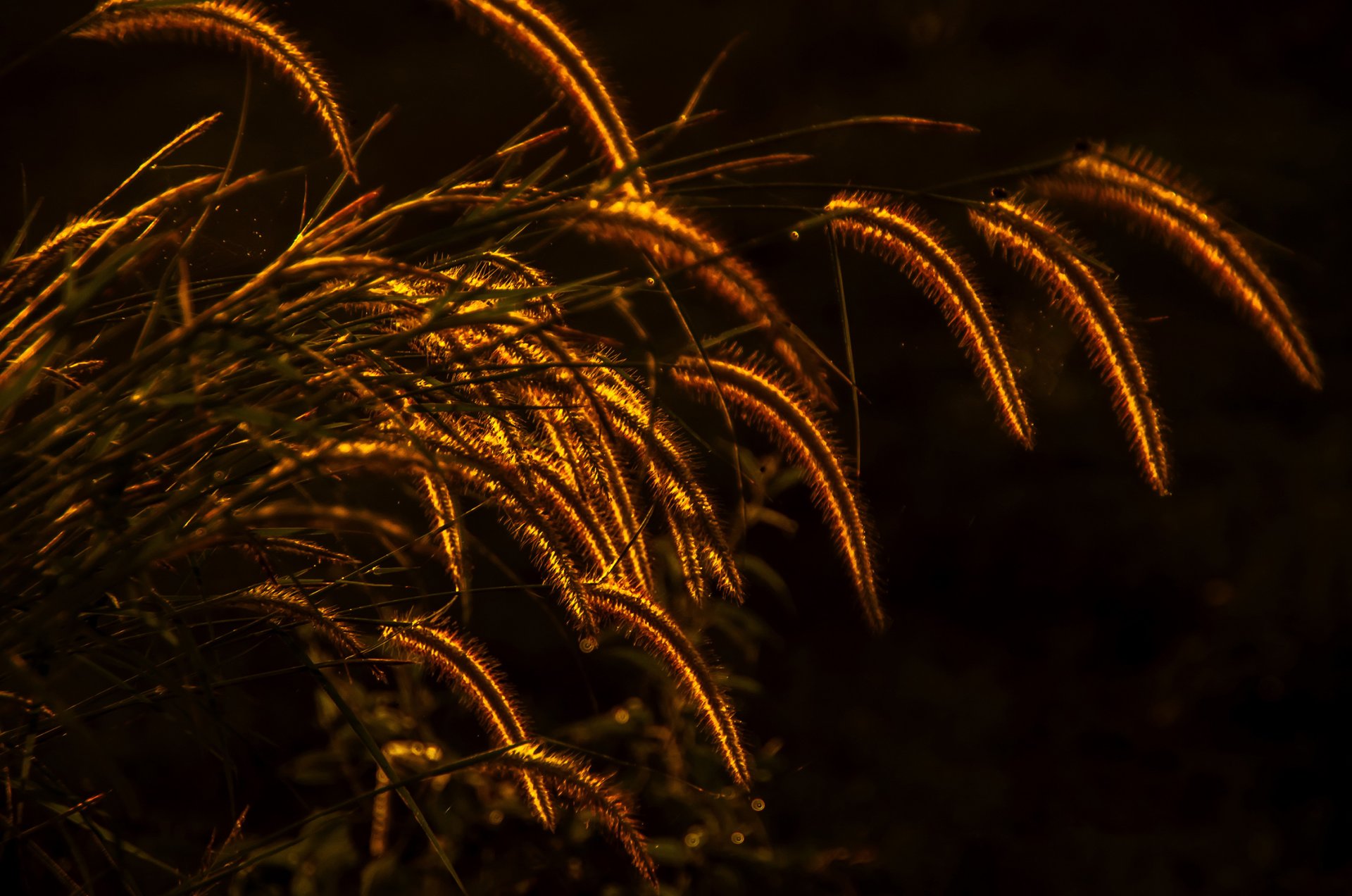 plante herbe épillets éclairage