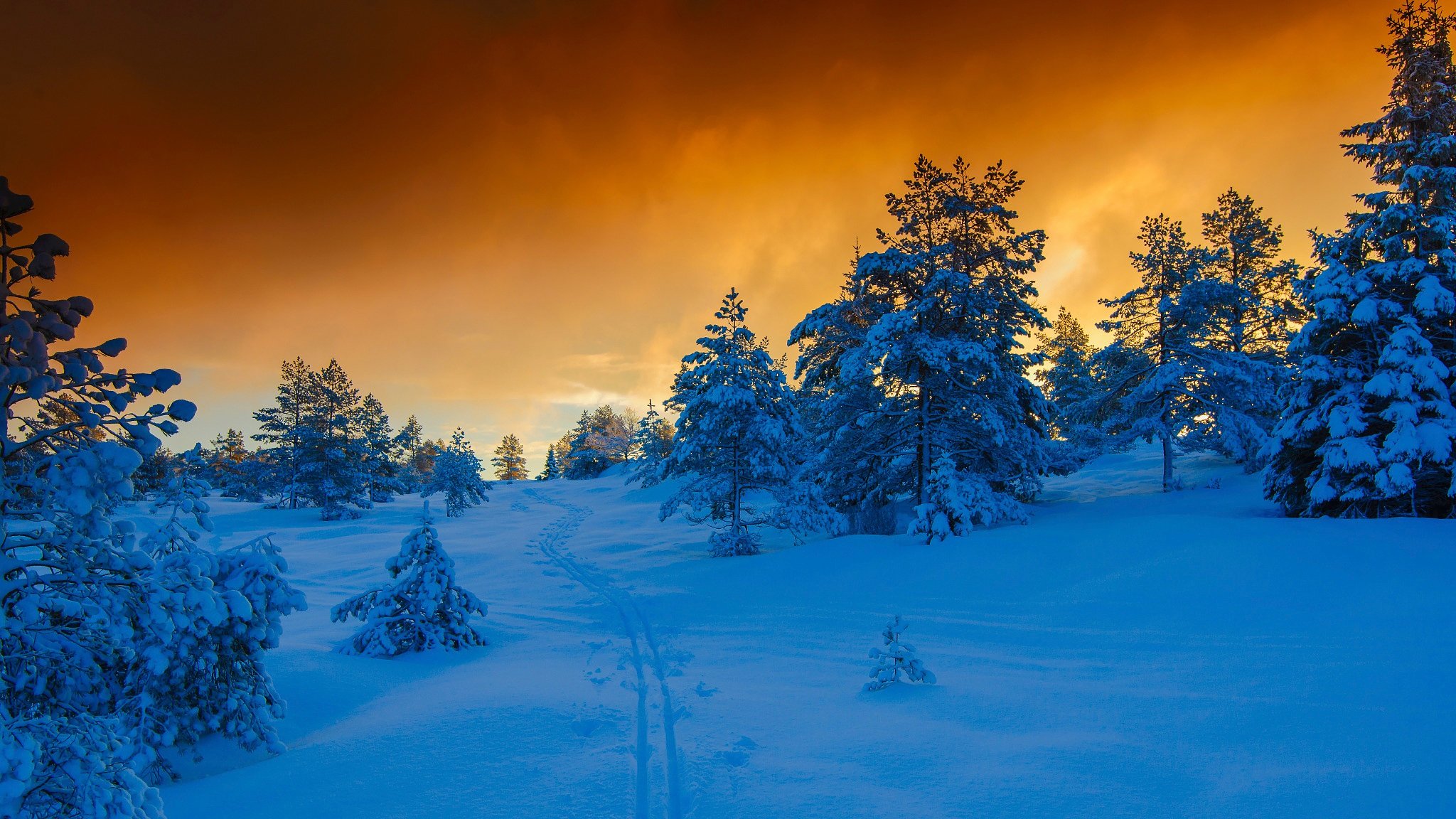 norwegen kiefern winter schnee