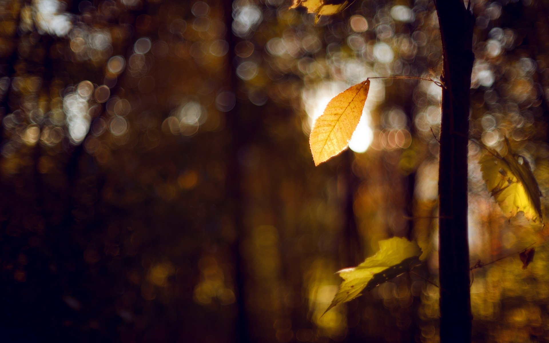 feuilles arbres automne