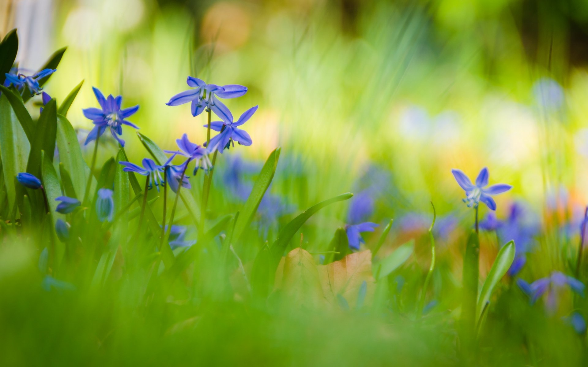 flower nature summer