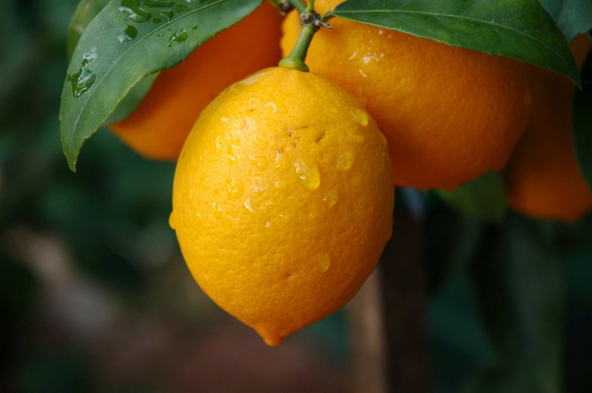 branches leaves lemon fruit droplet