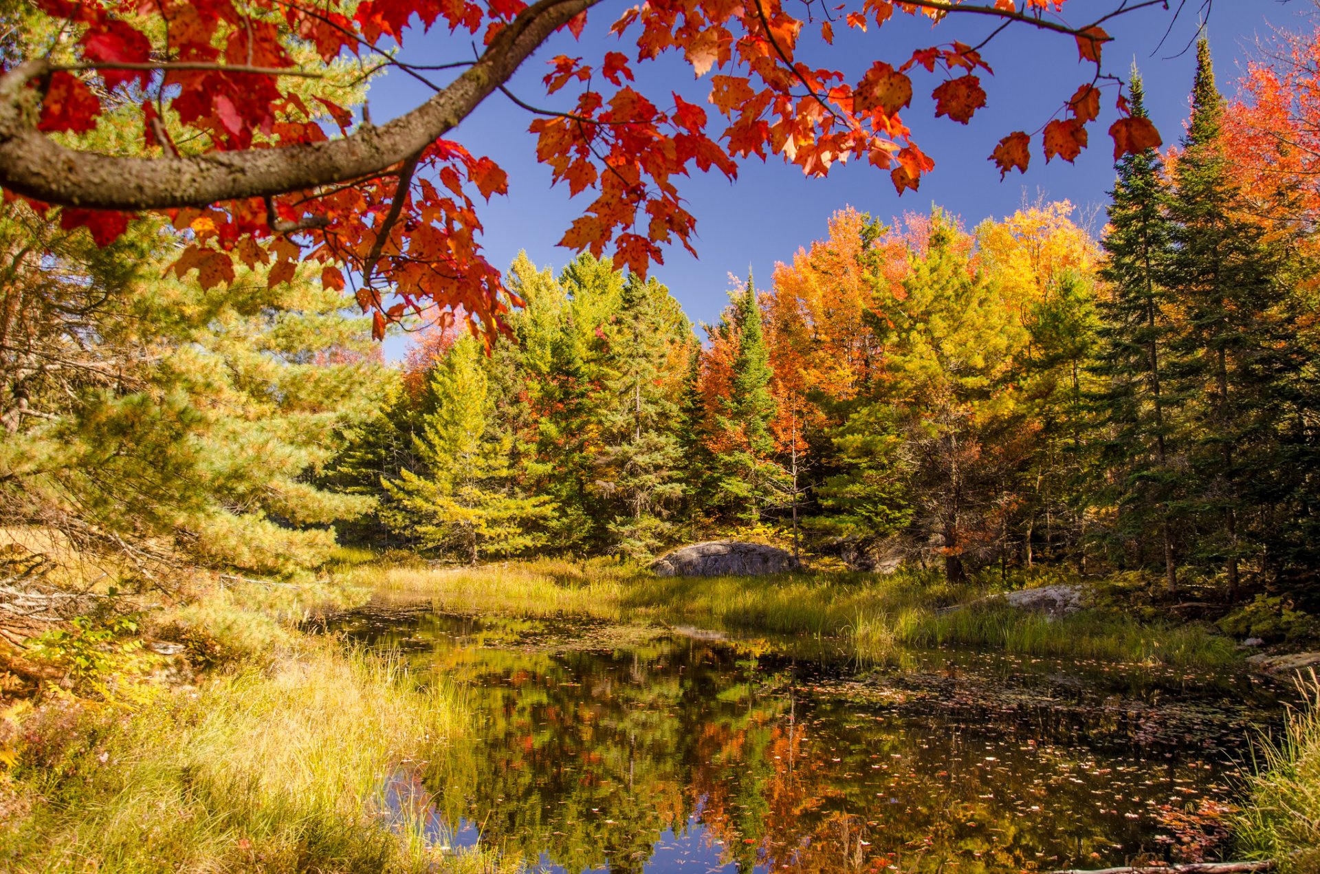 himmel wald teich see bäume herbst