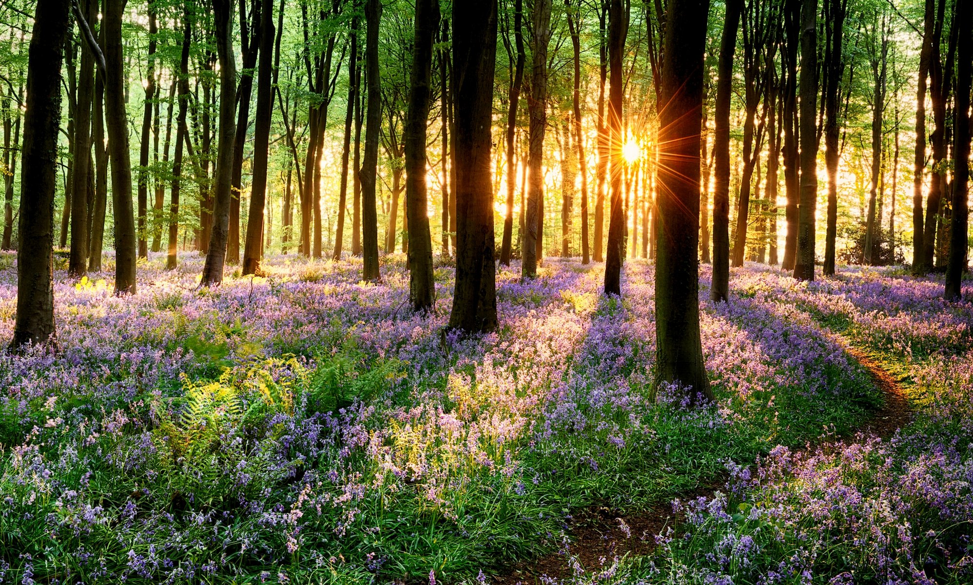 natura erba fiori primavera foresta parco alberi strada passeggiata tramonto primavera