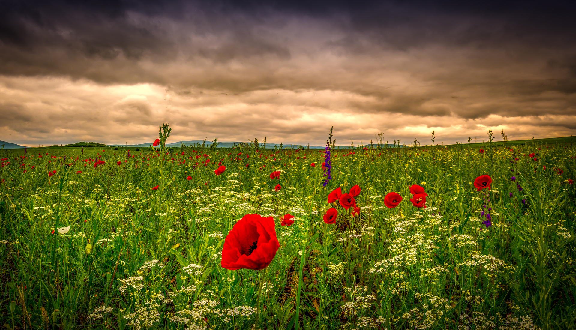 champ coquelicots fleurs champ herbe pré ciel nuages nature