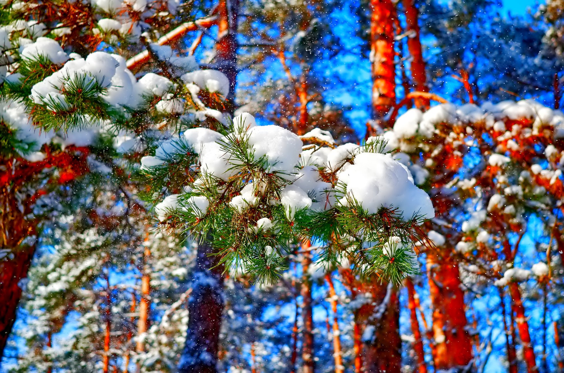 ciel forêt arbres hiver pin neige aiguilles