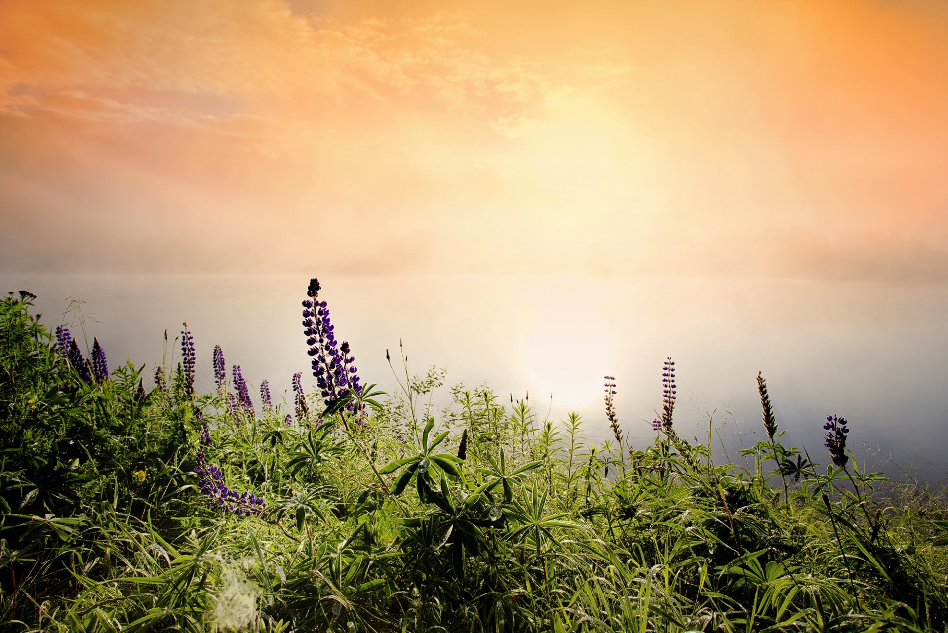 gras blumen meer sonne dämmerung