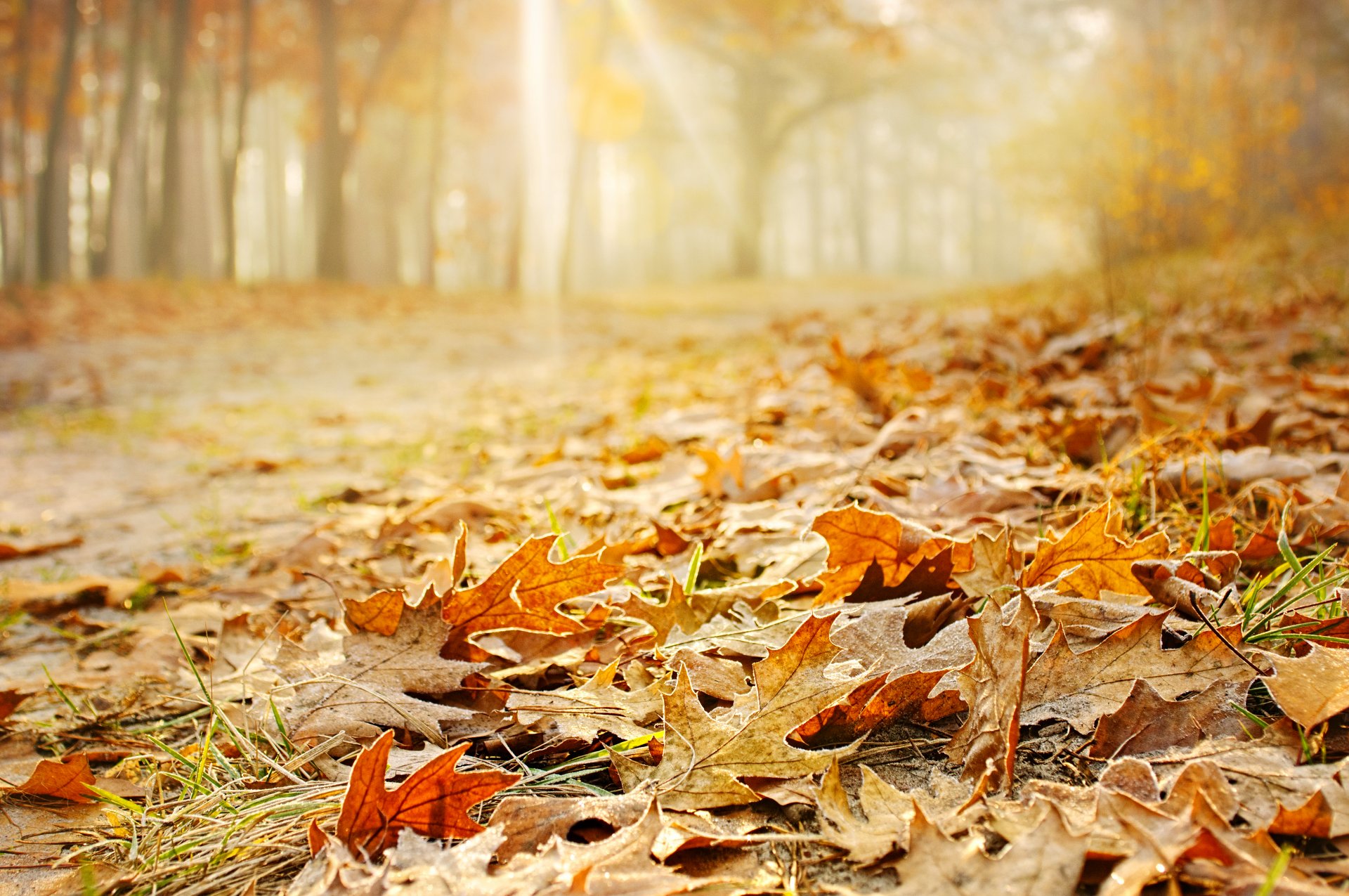 blätter gelb orange gras wald natur bäume herbst