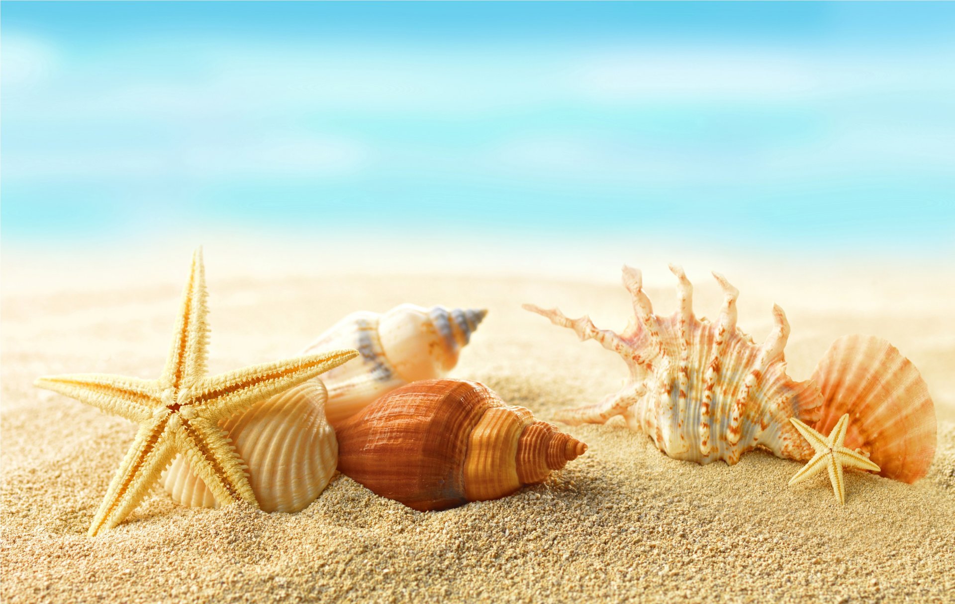 eashells starfish beach sea sun summer sand star