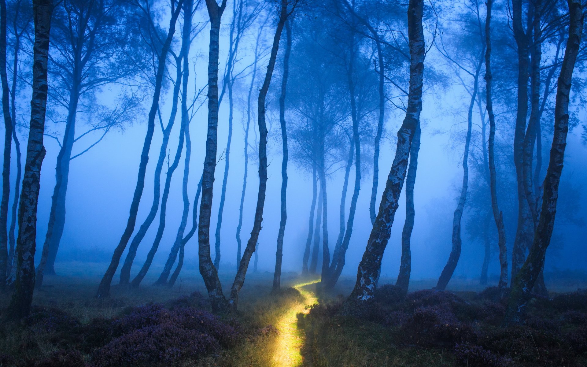 foresta nebbia natura sentiero