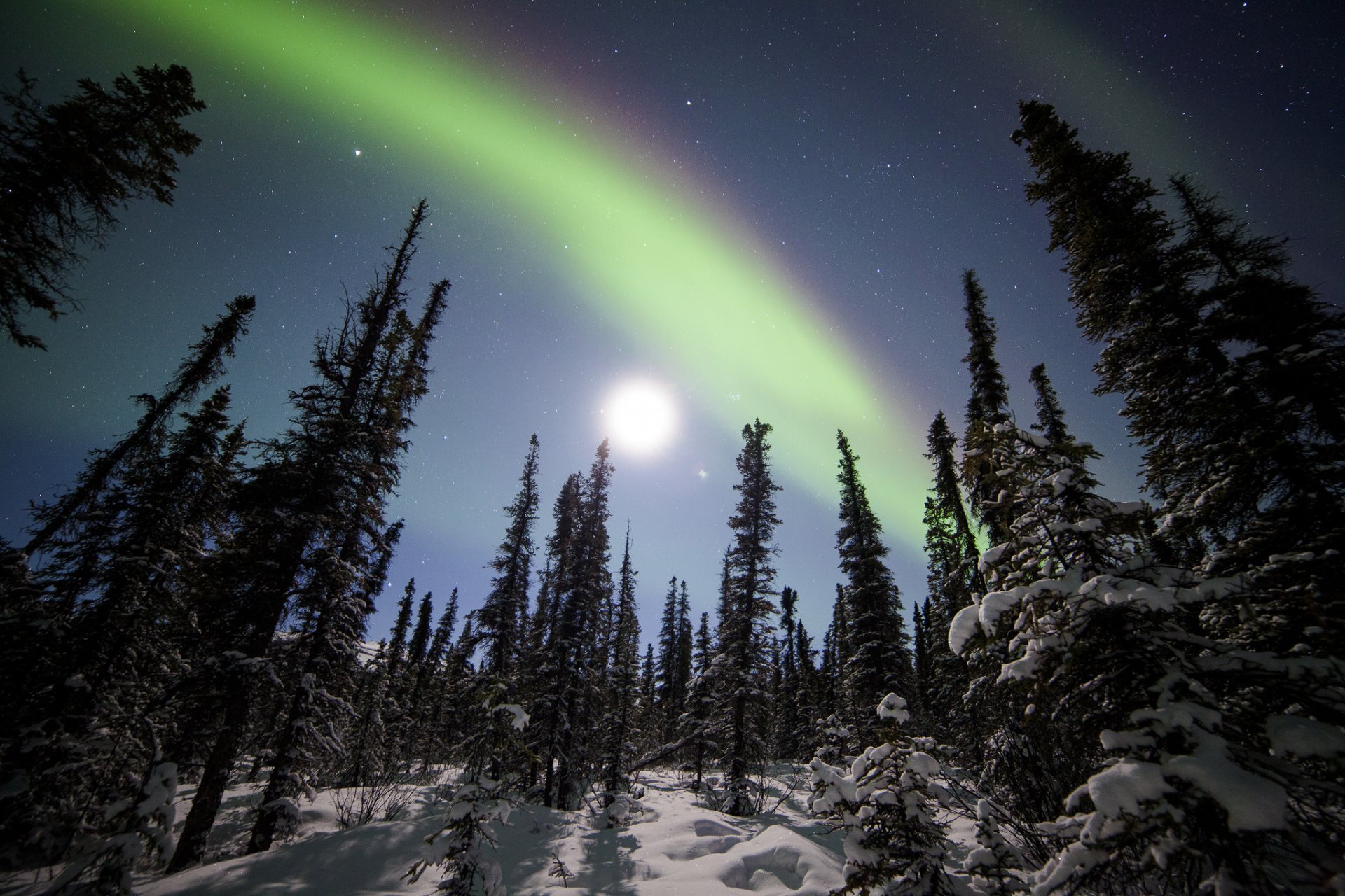 denali national park alaska northern lights forest winter snow tree spruce starry sky