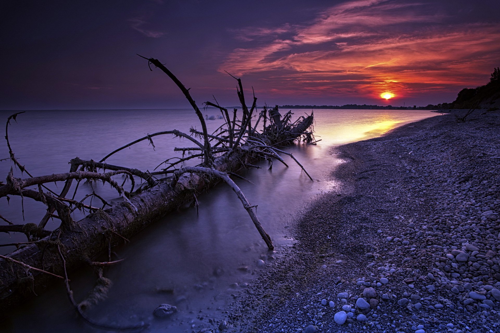 noche mar árbol paisaje