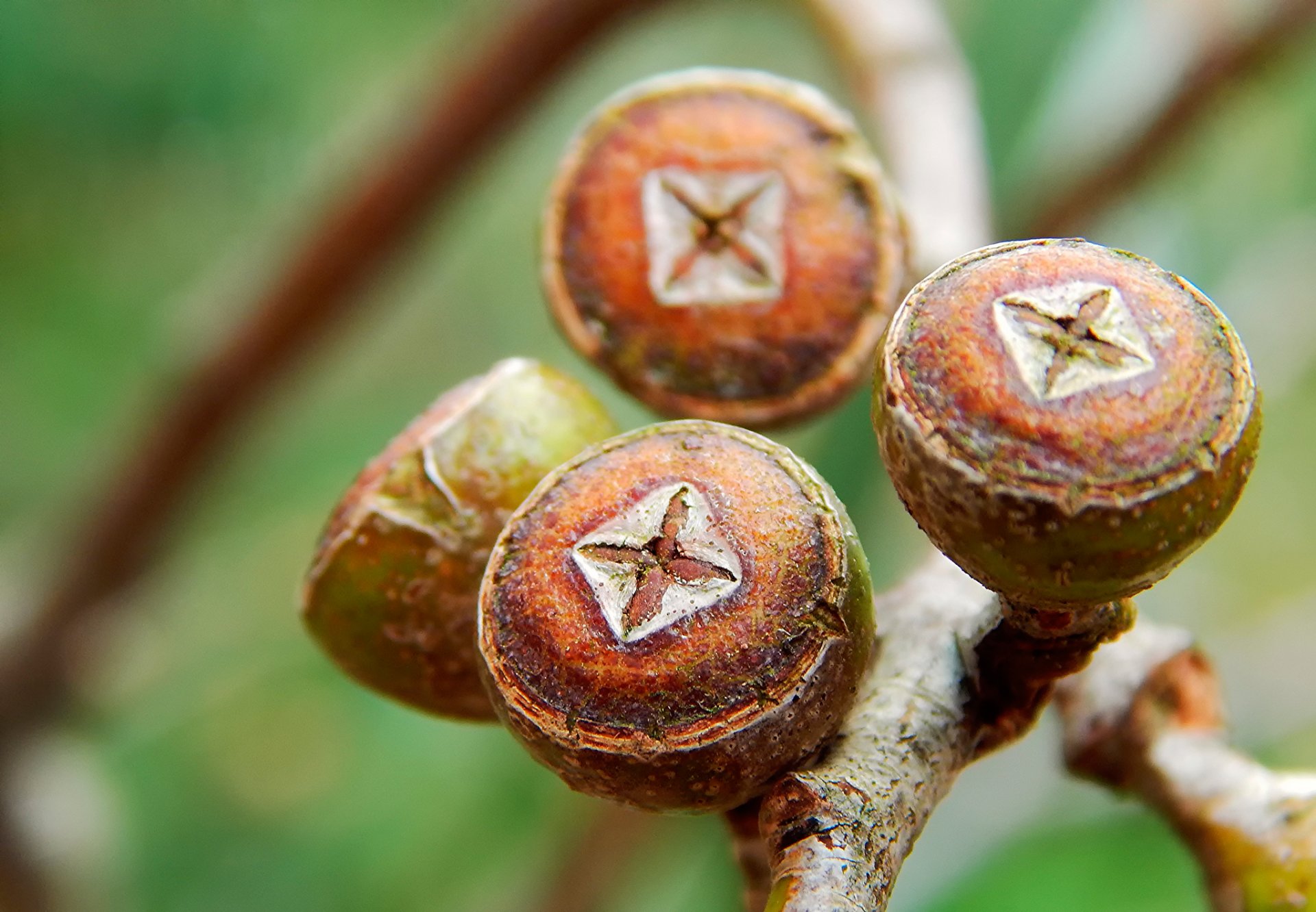 eucalyptus bourgeons branche gros plan