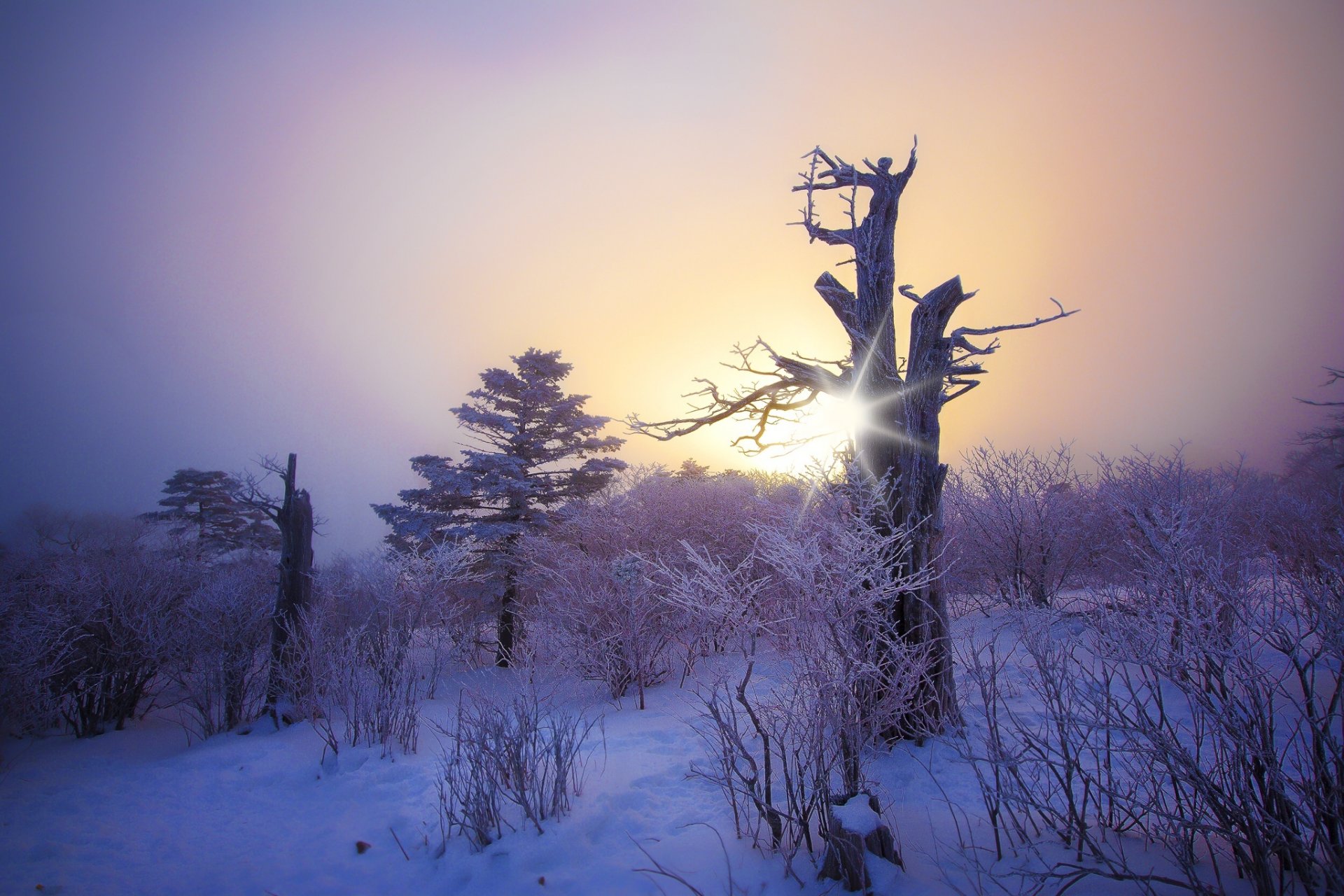 inverno neve alberi albero legni sole gelo inverno gelo crepuscolo tramonto gelo bellezza foresta cespugli cespuglio hd