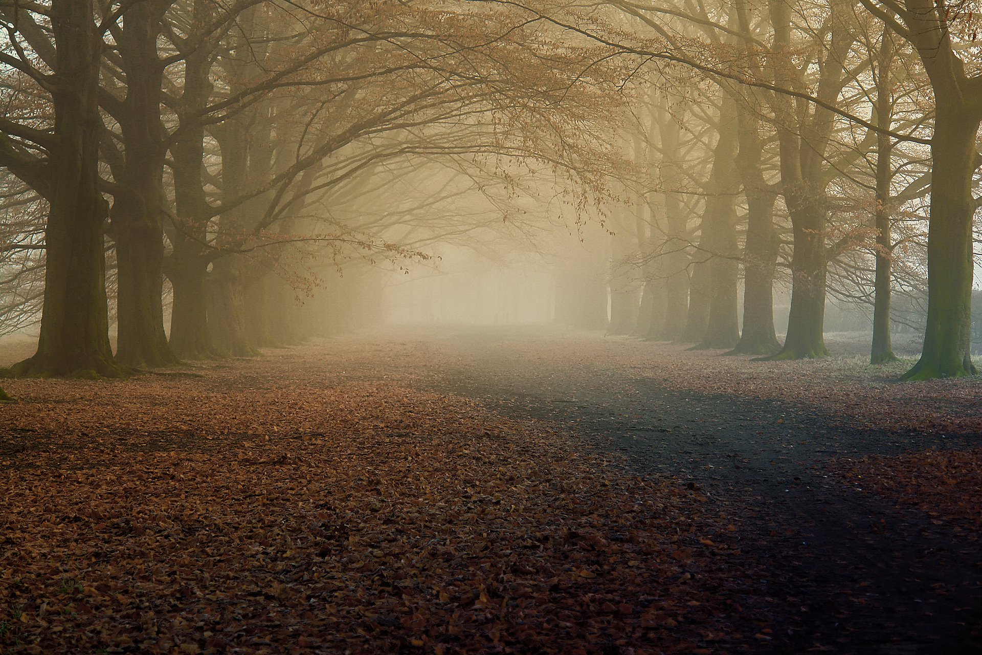 nature autumn morning fog tree dry leave