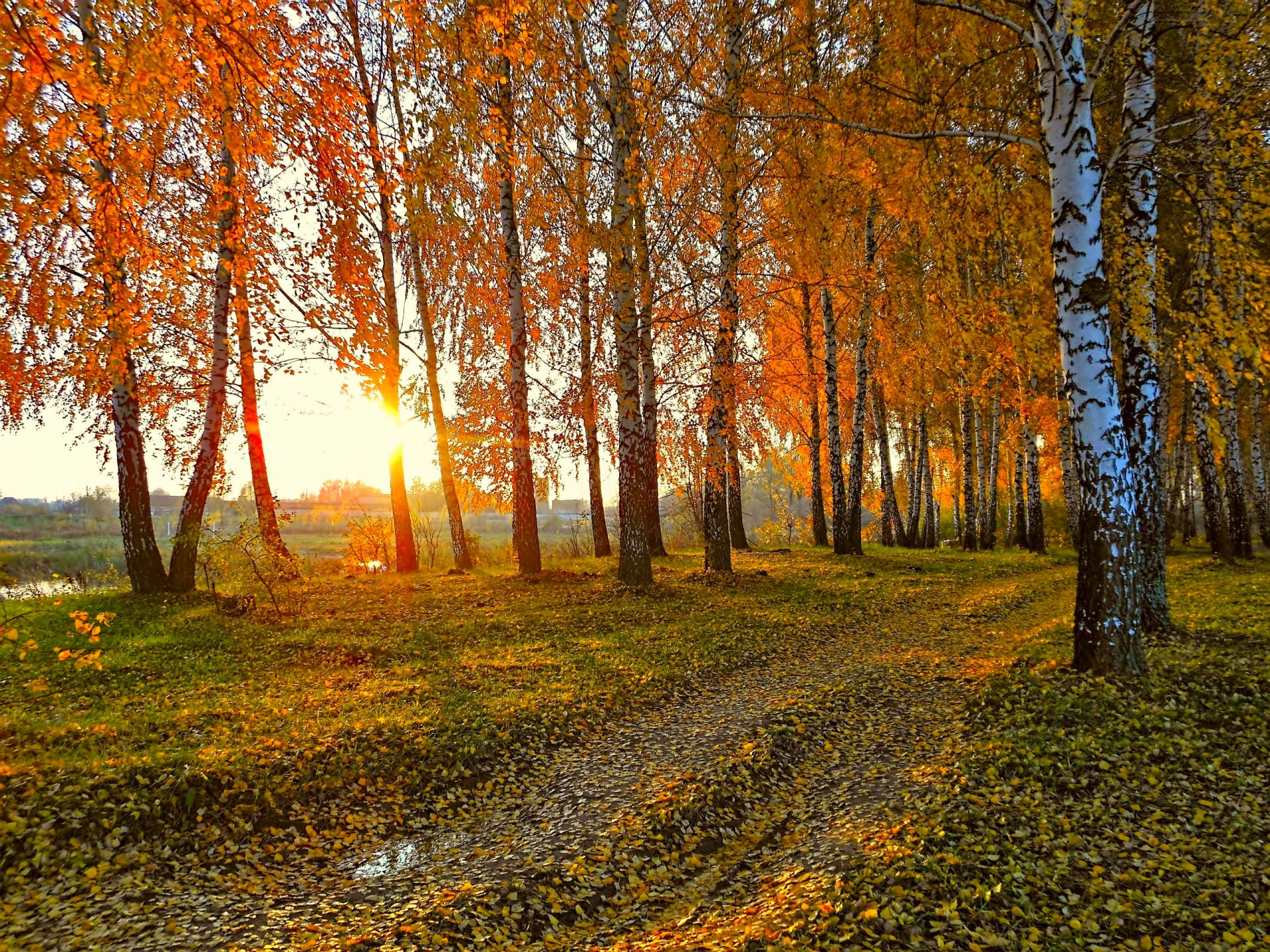 nature landscape autumn road birch sunset sun yellow leave