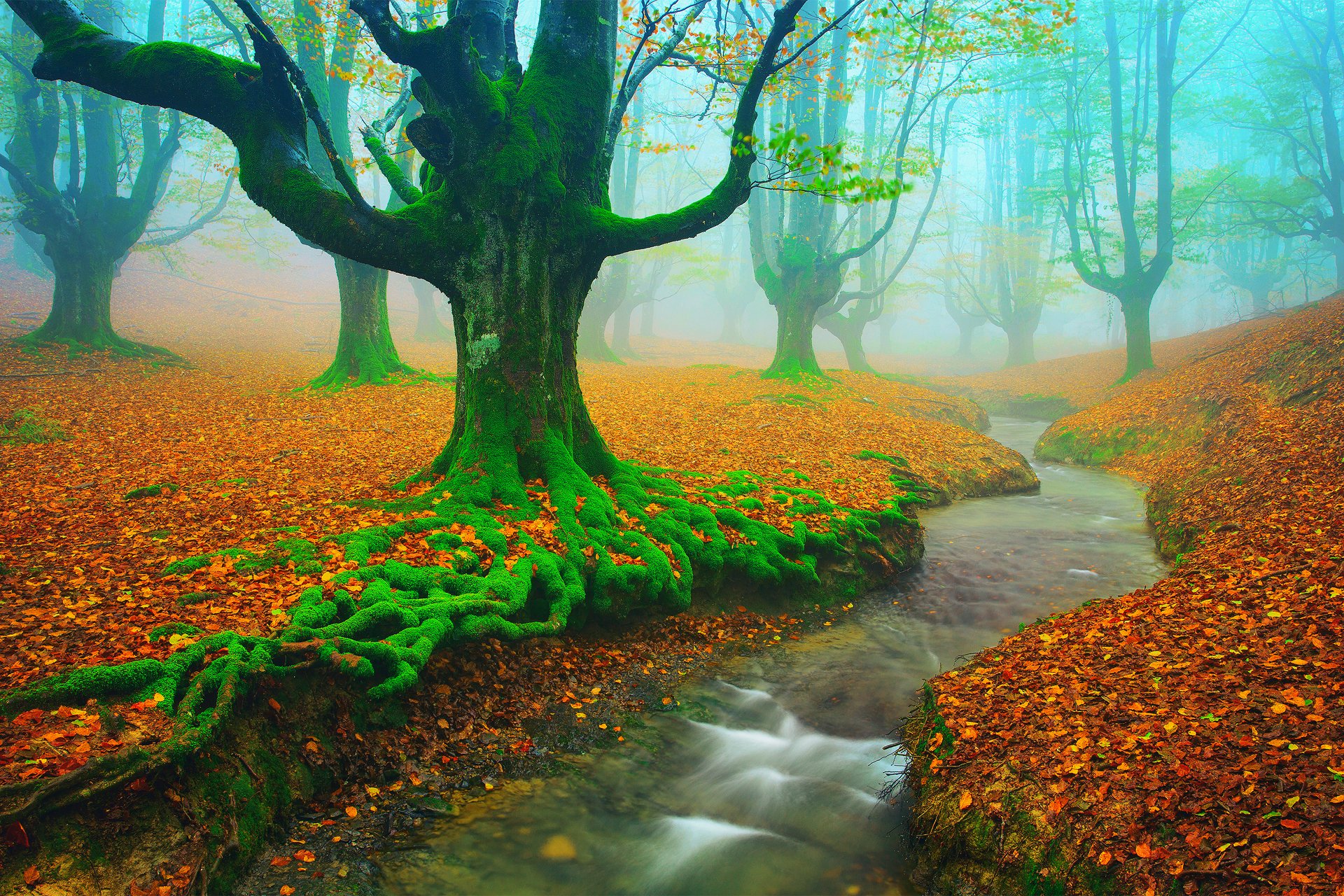 españa país vasco vizcaya álava otoño noviembre árboles haya follaje musgo río arroyo