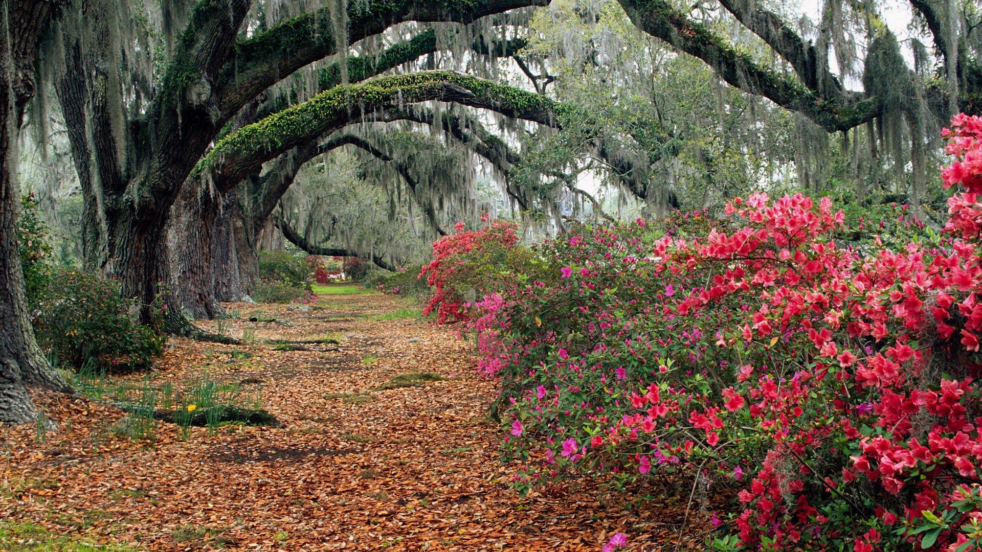 tree autumn bush flower leaves alley track park landscape