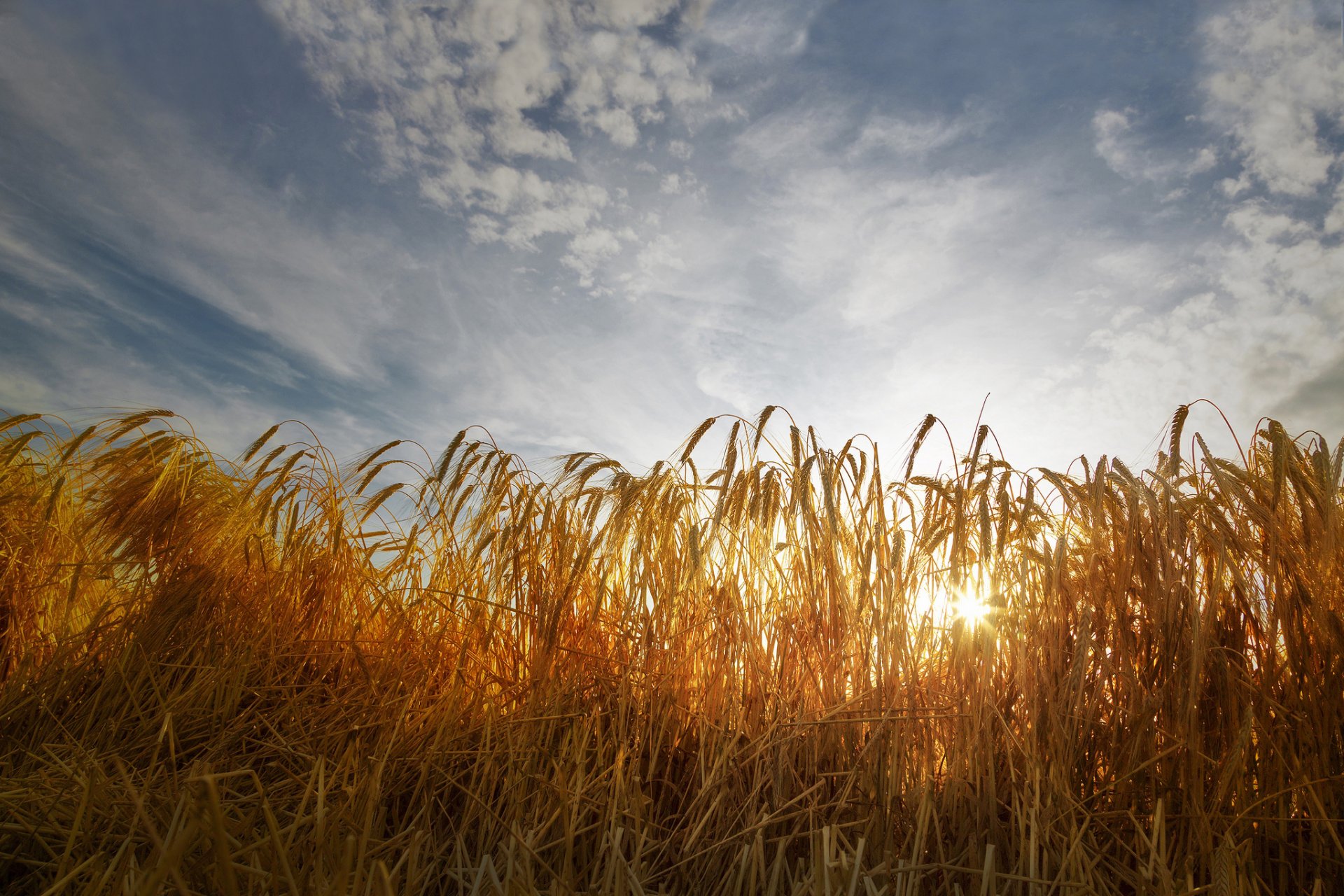 the field wheat ears sunlight sky cloud