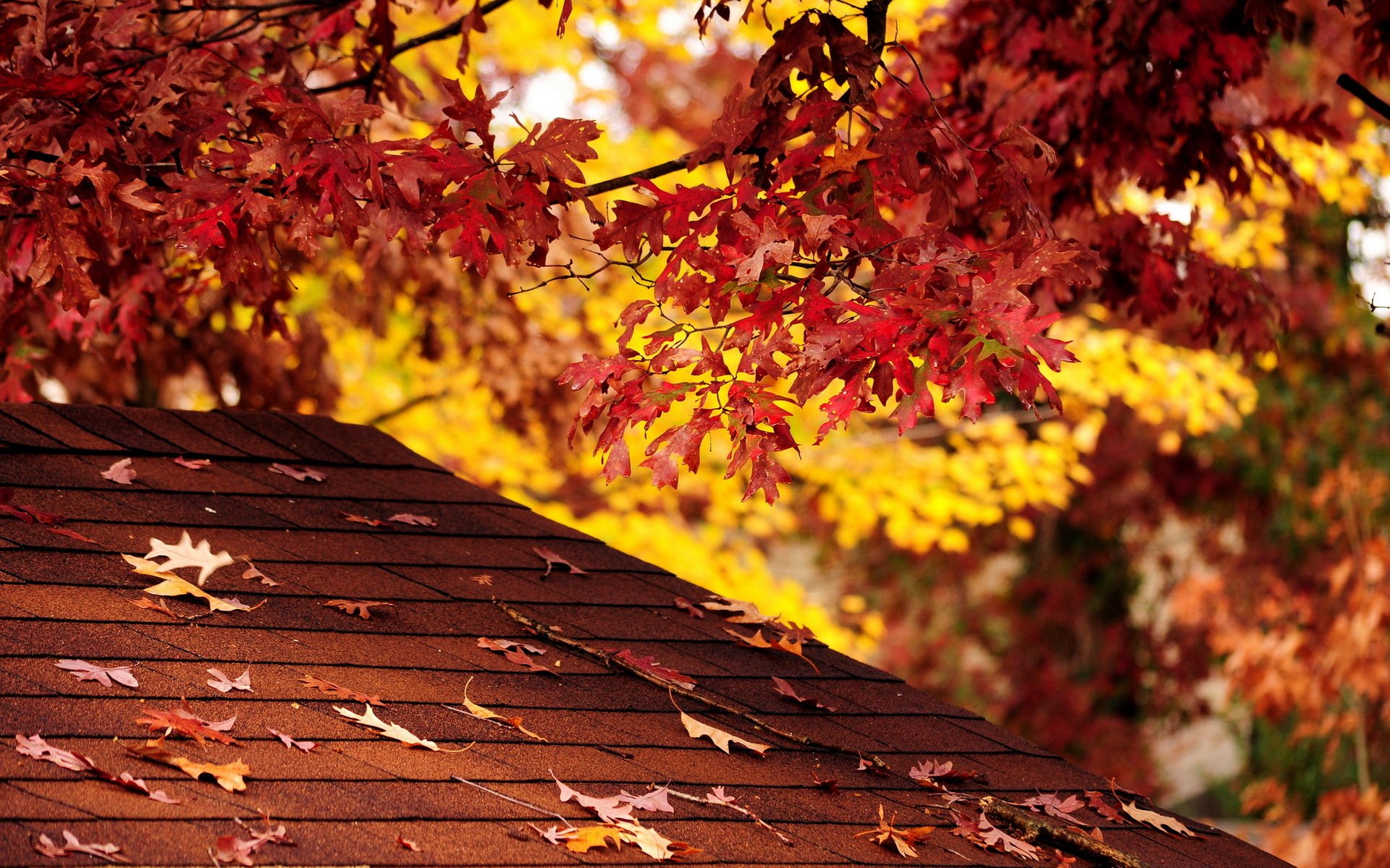 autunno colori autunno natura