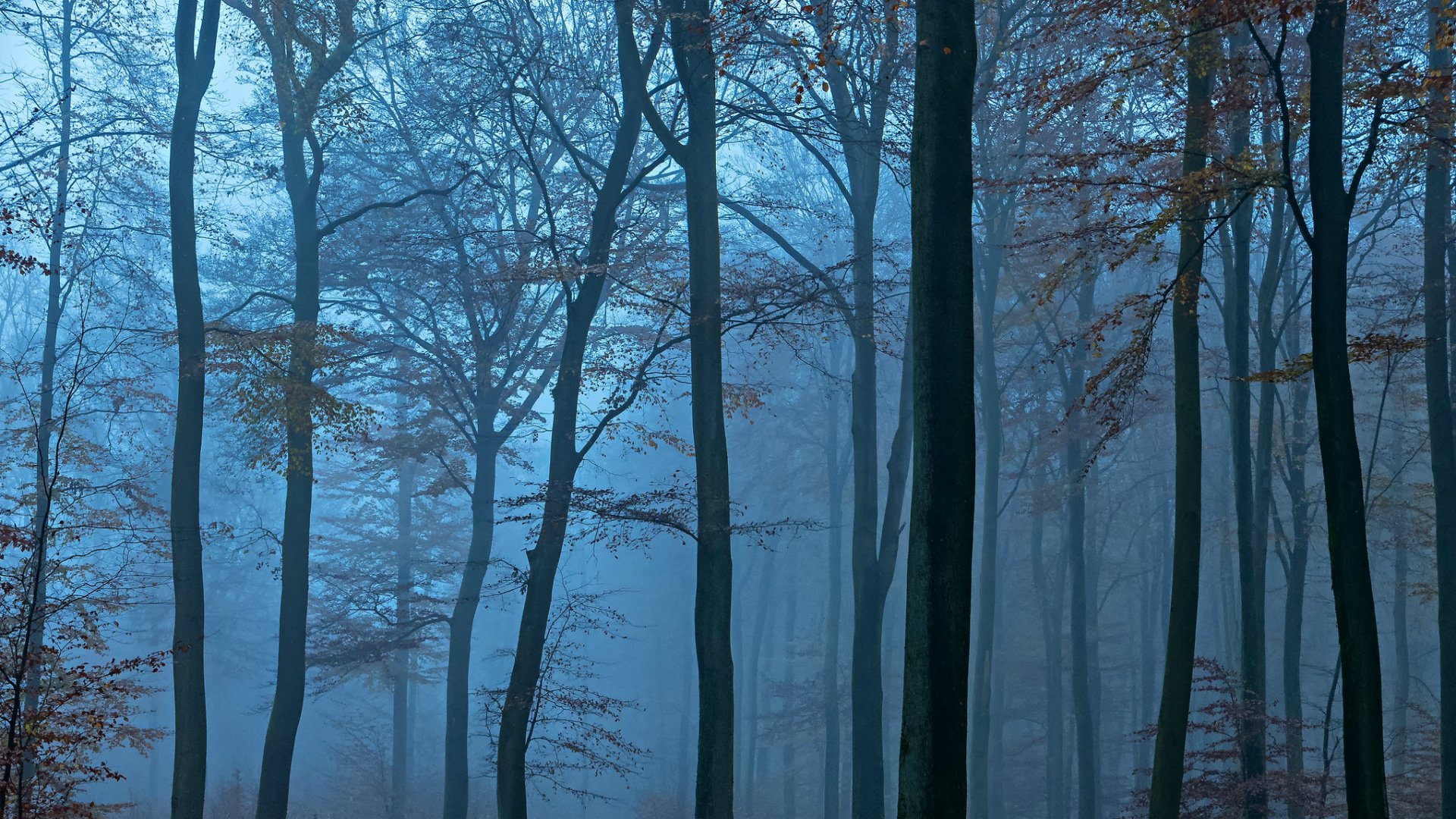 foresta sera alberi blu nebbia