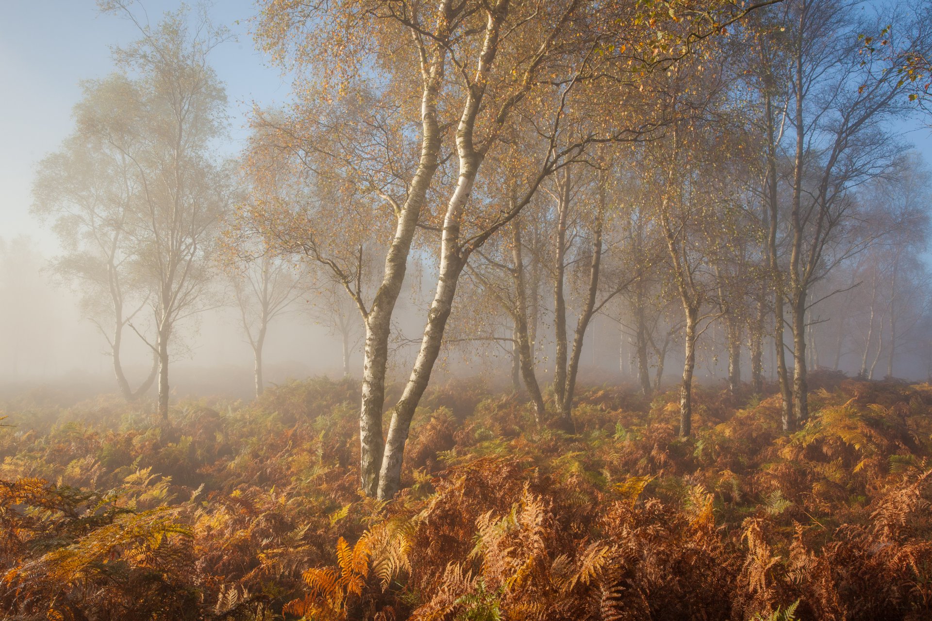 forest autumn fog