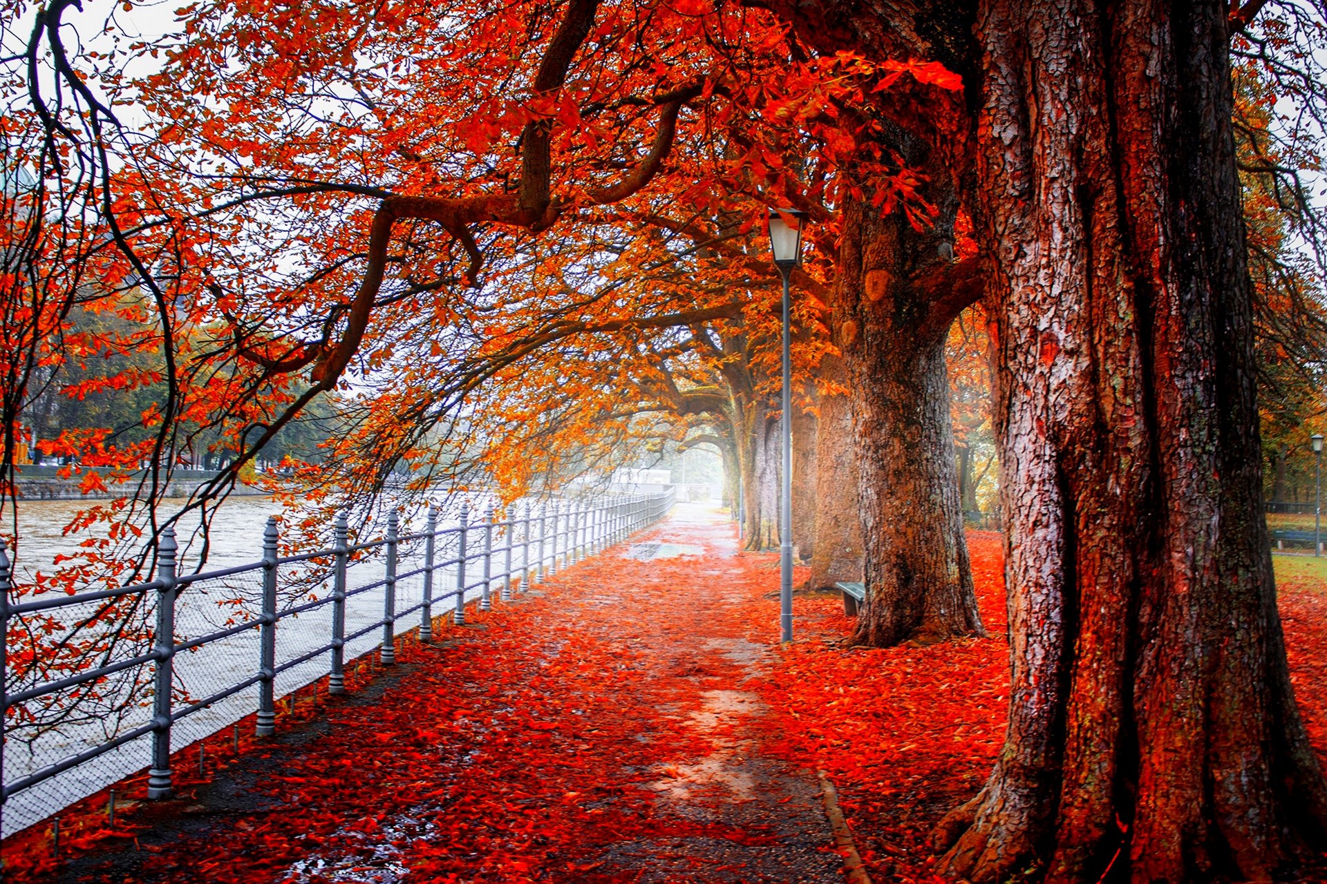 natura paesaggio foresta alberi autunno fiume autunno vista