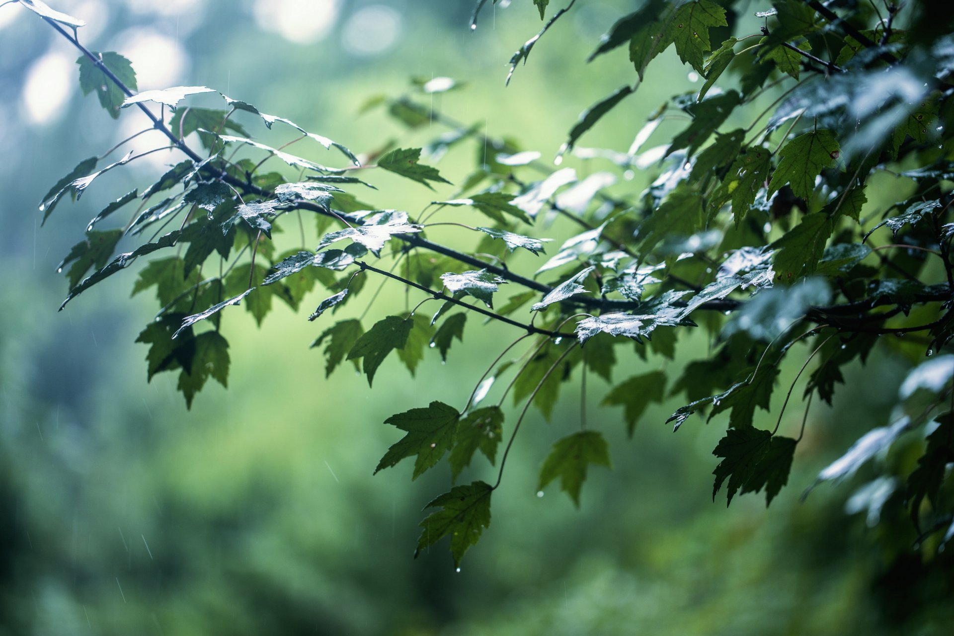 árbol ramas hojas gotas lluvia resplandor