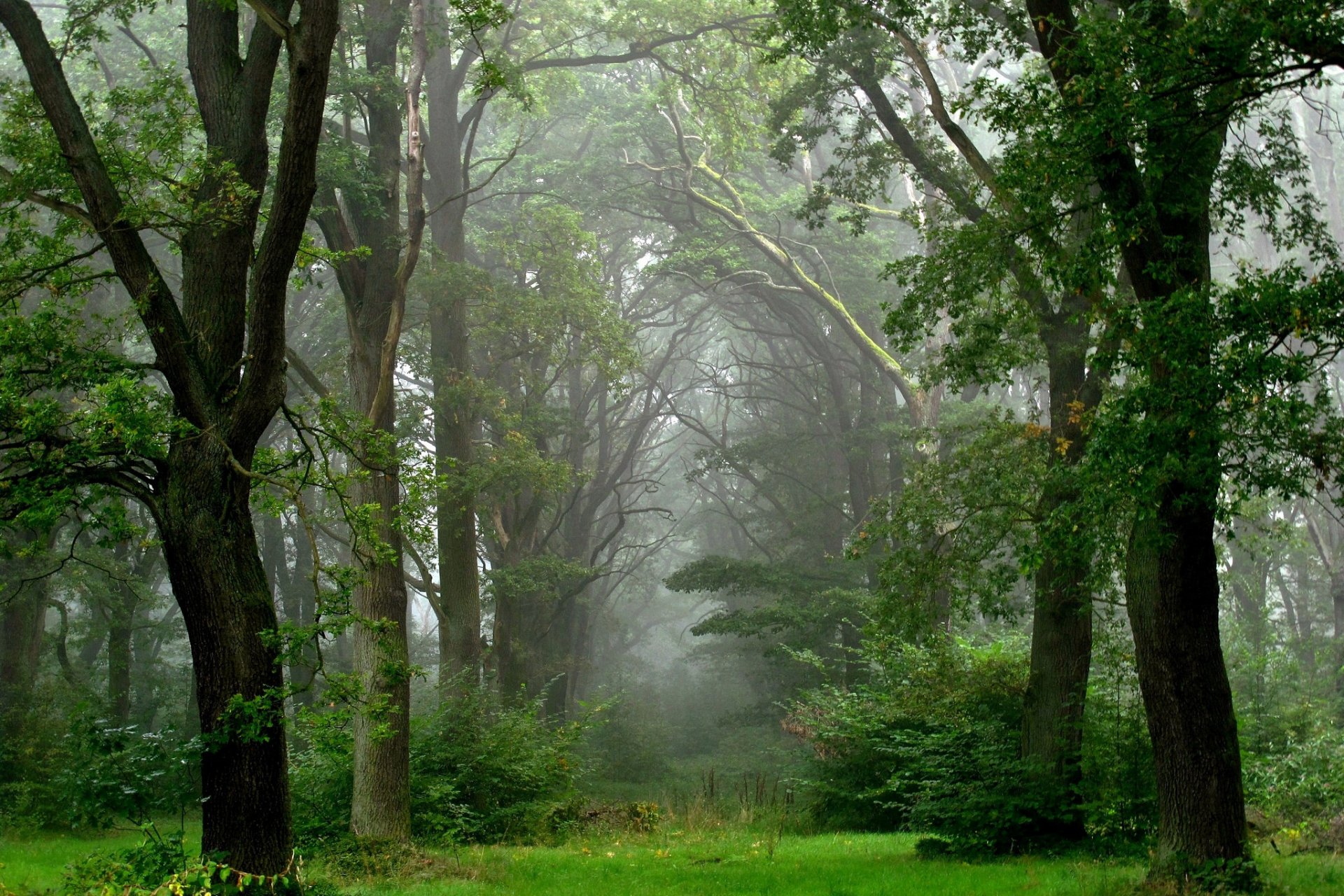 été forêt après la pluie brouillard