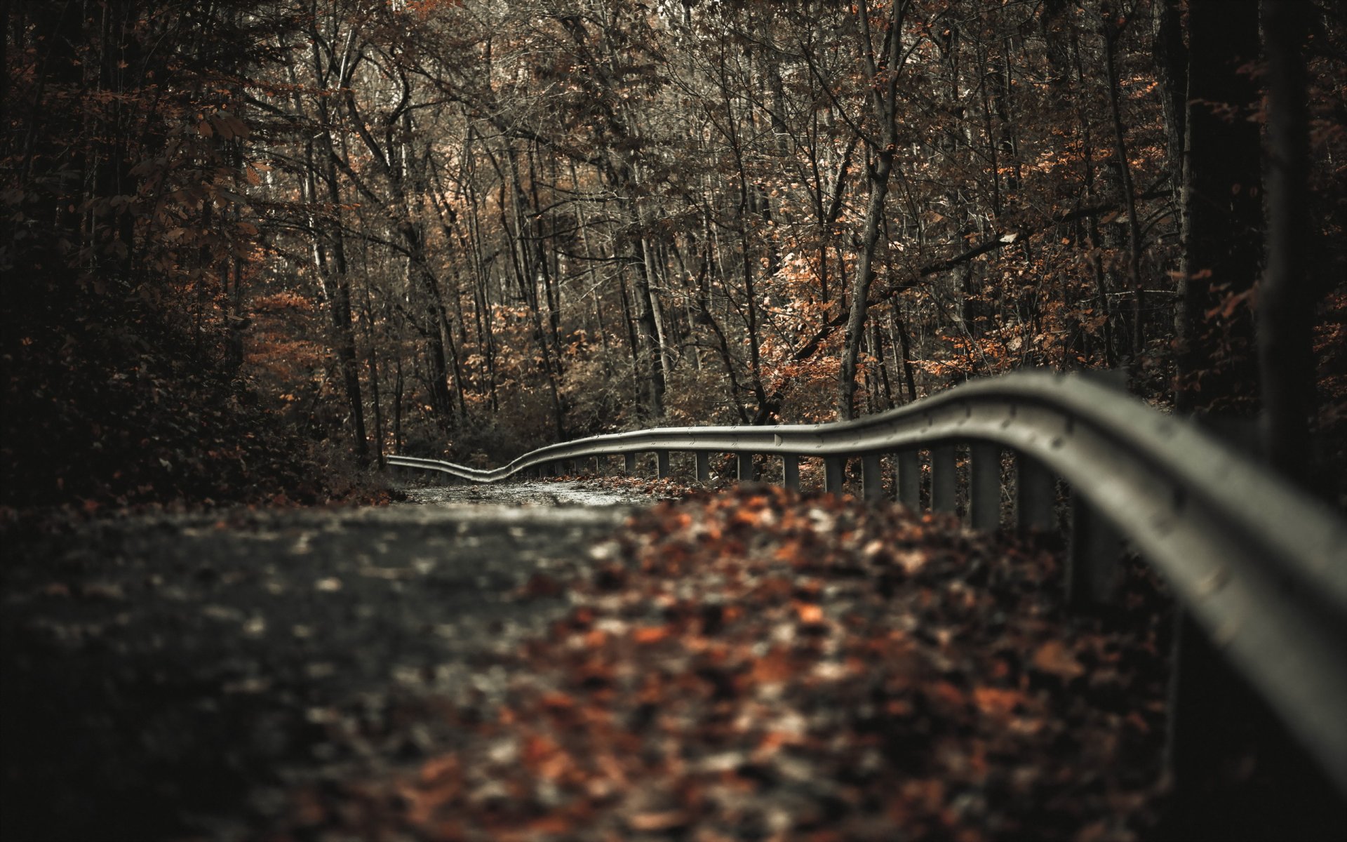 straße blätter herbst