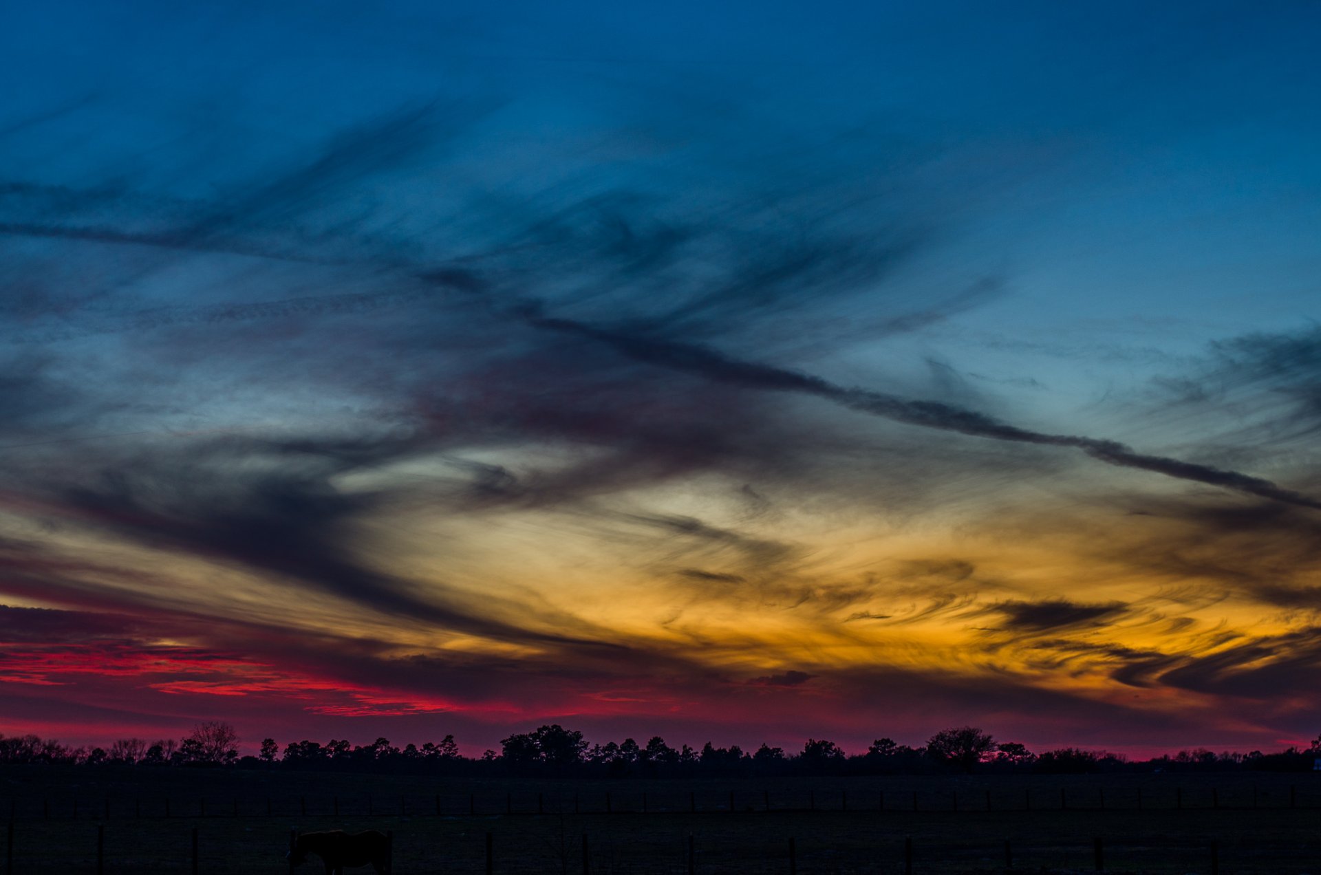 forêt arbres soir coucher de soleil ciel nuages