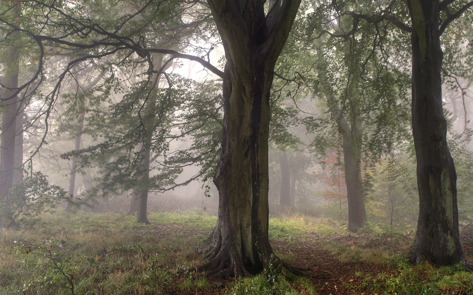 foresta alberi nebbia natura