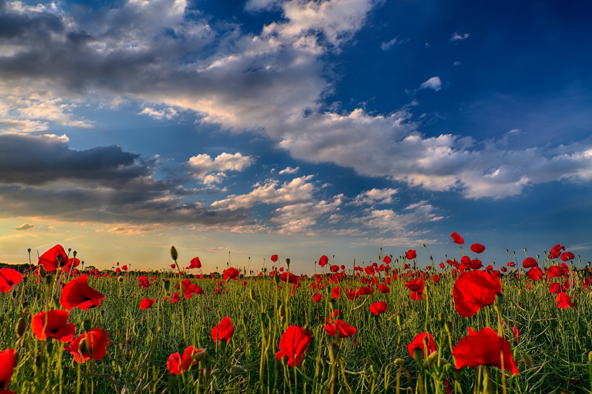 naturaleza cielo nubes puesta de sol amapolas flores campo