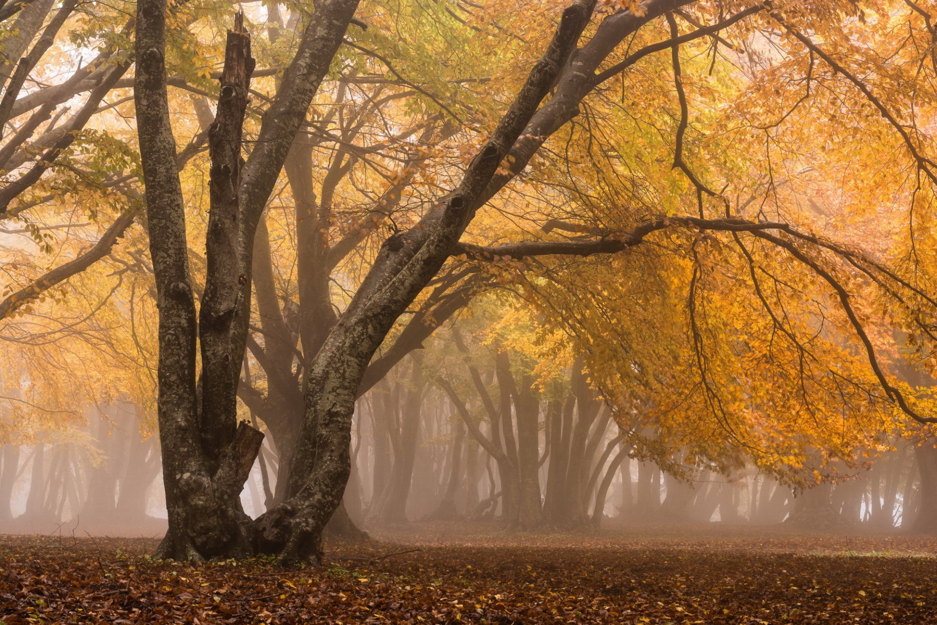 autunno foresta nebbia