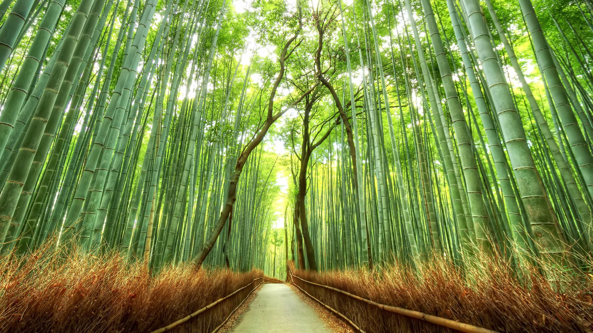 giappone foresta boschetto bambù passerella