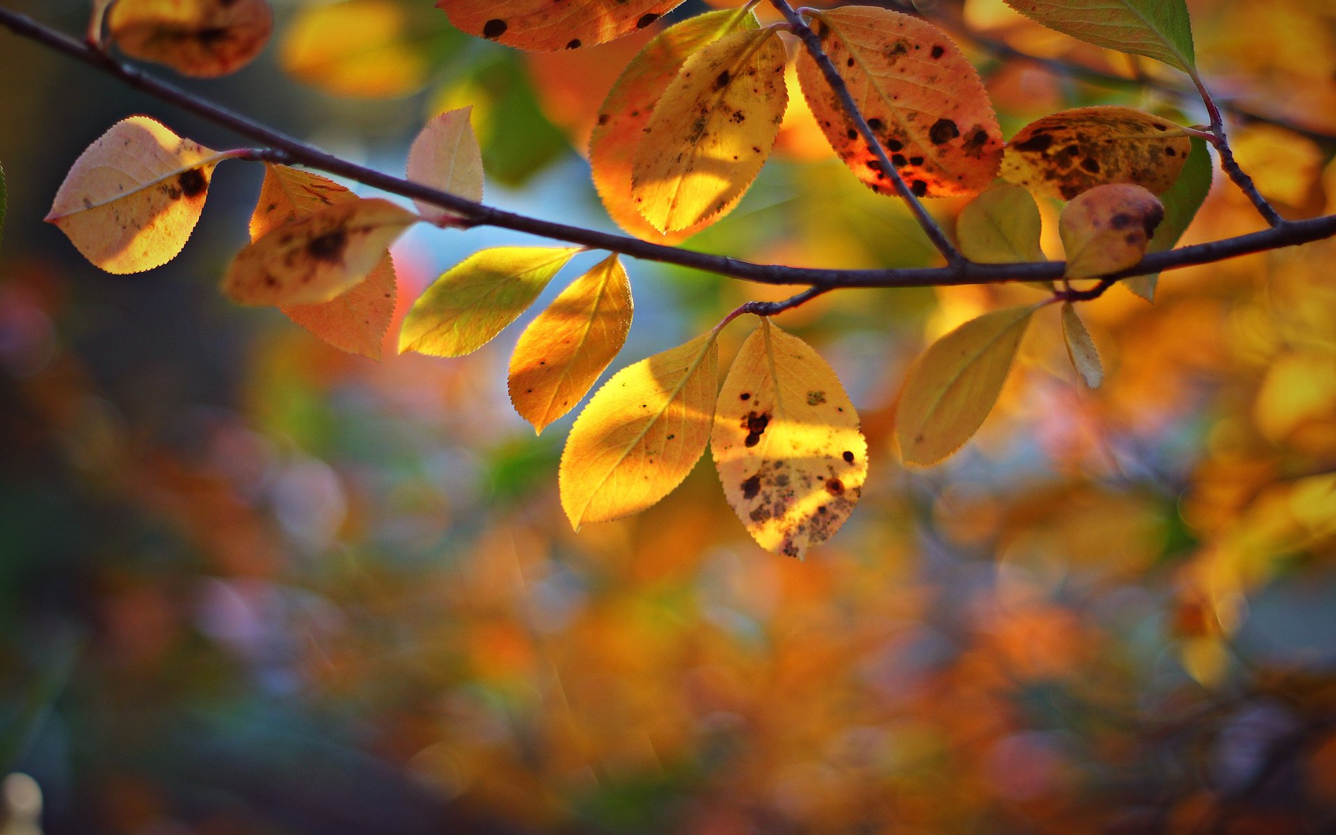 ramo albero foglie giallo autunno