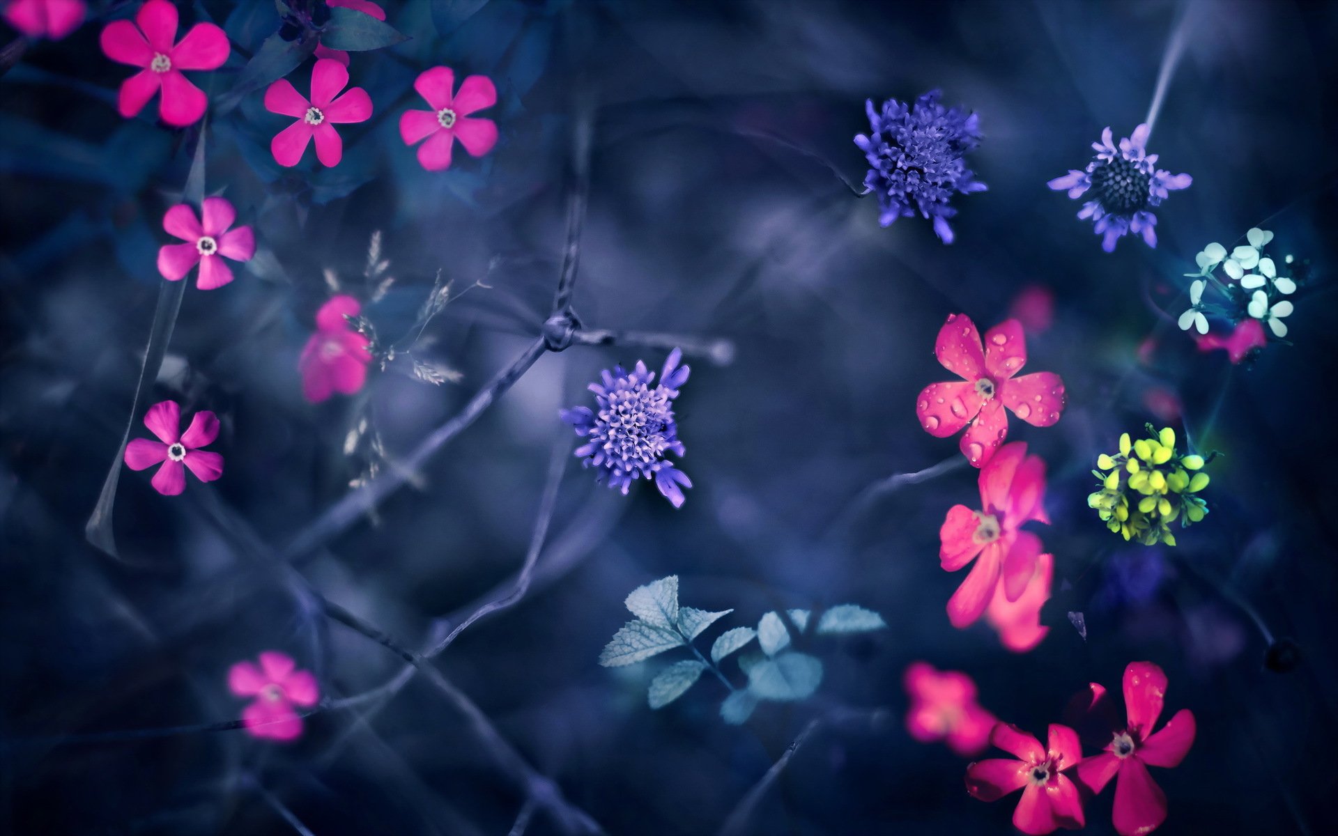 fleurs nature montage