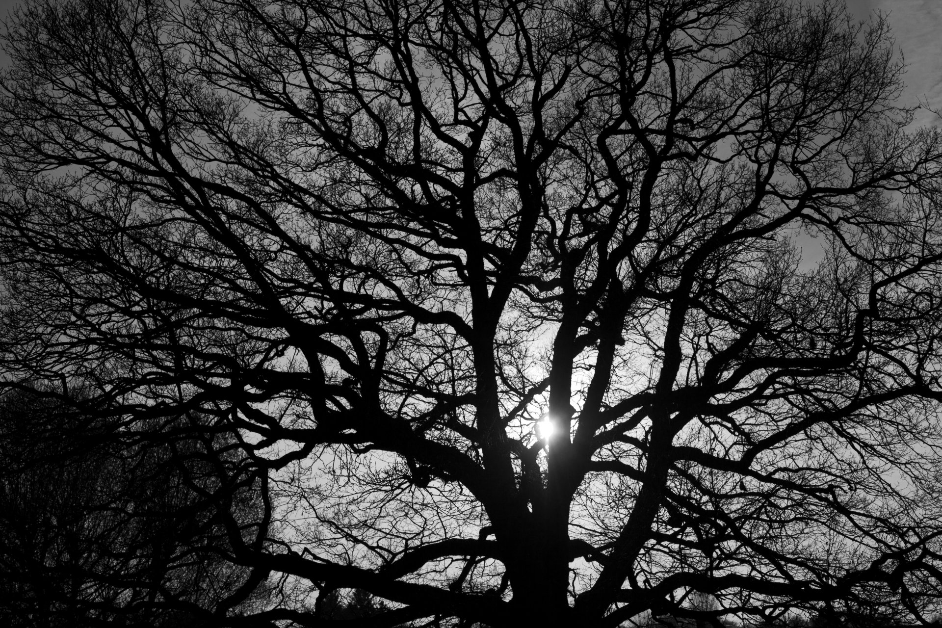 natura albero rami luce bianco e nero