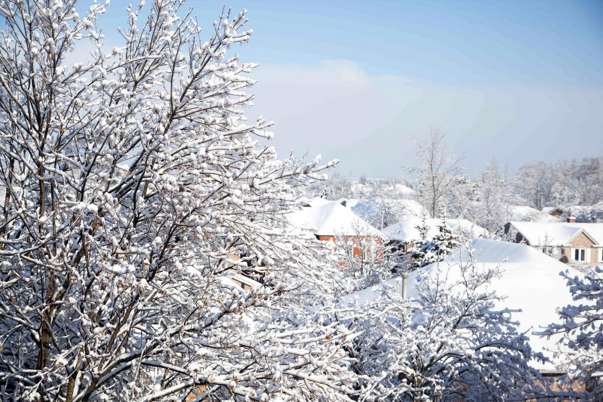 inverno natura alberi rami case edifici tetti neve cielo