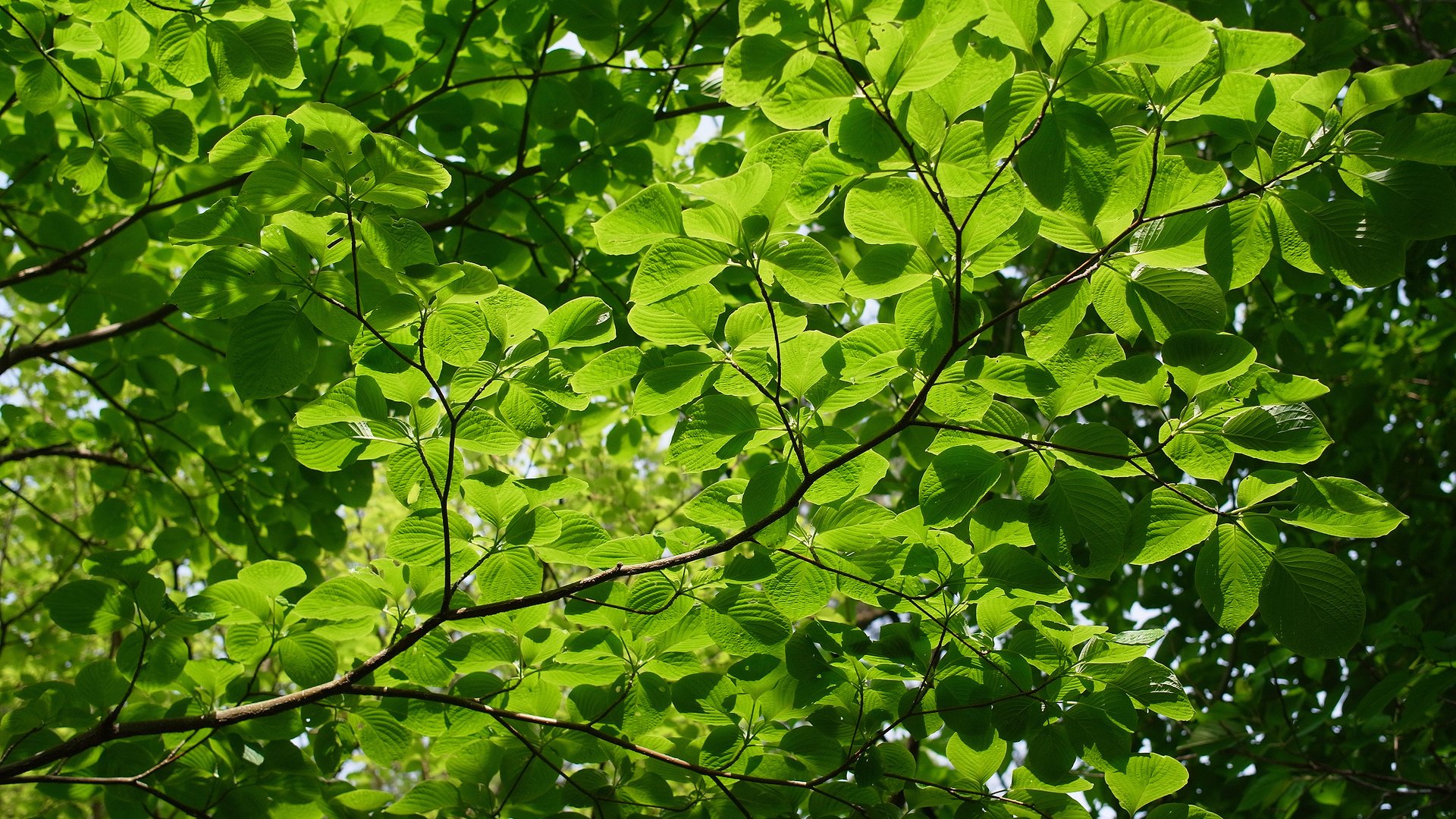 textur natur sommer bäume zweige hellgrüner hintergrund