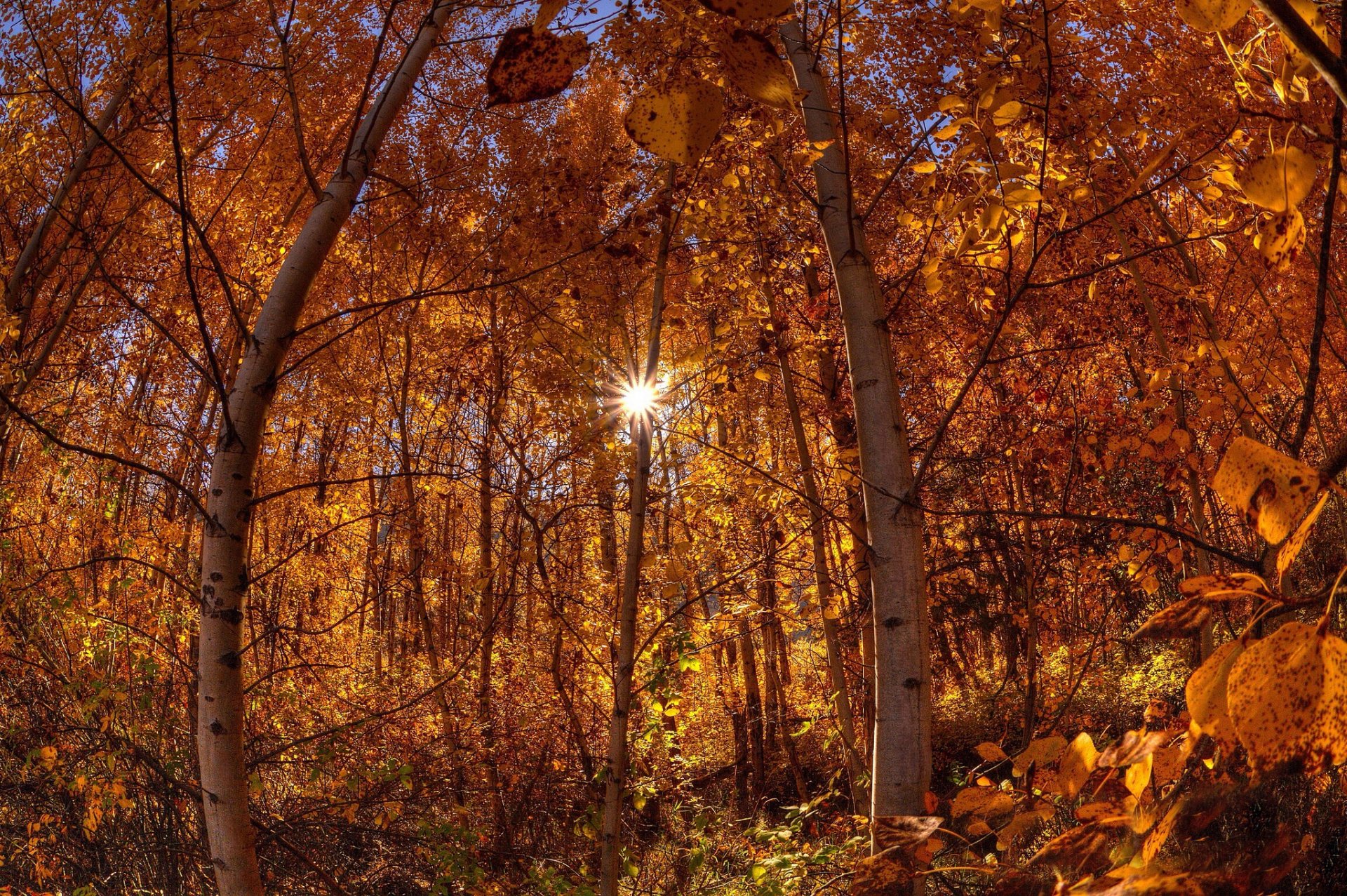 autunno foresta sole raggi