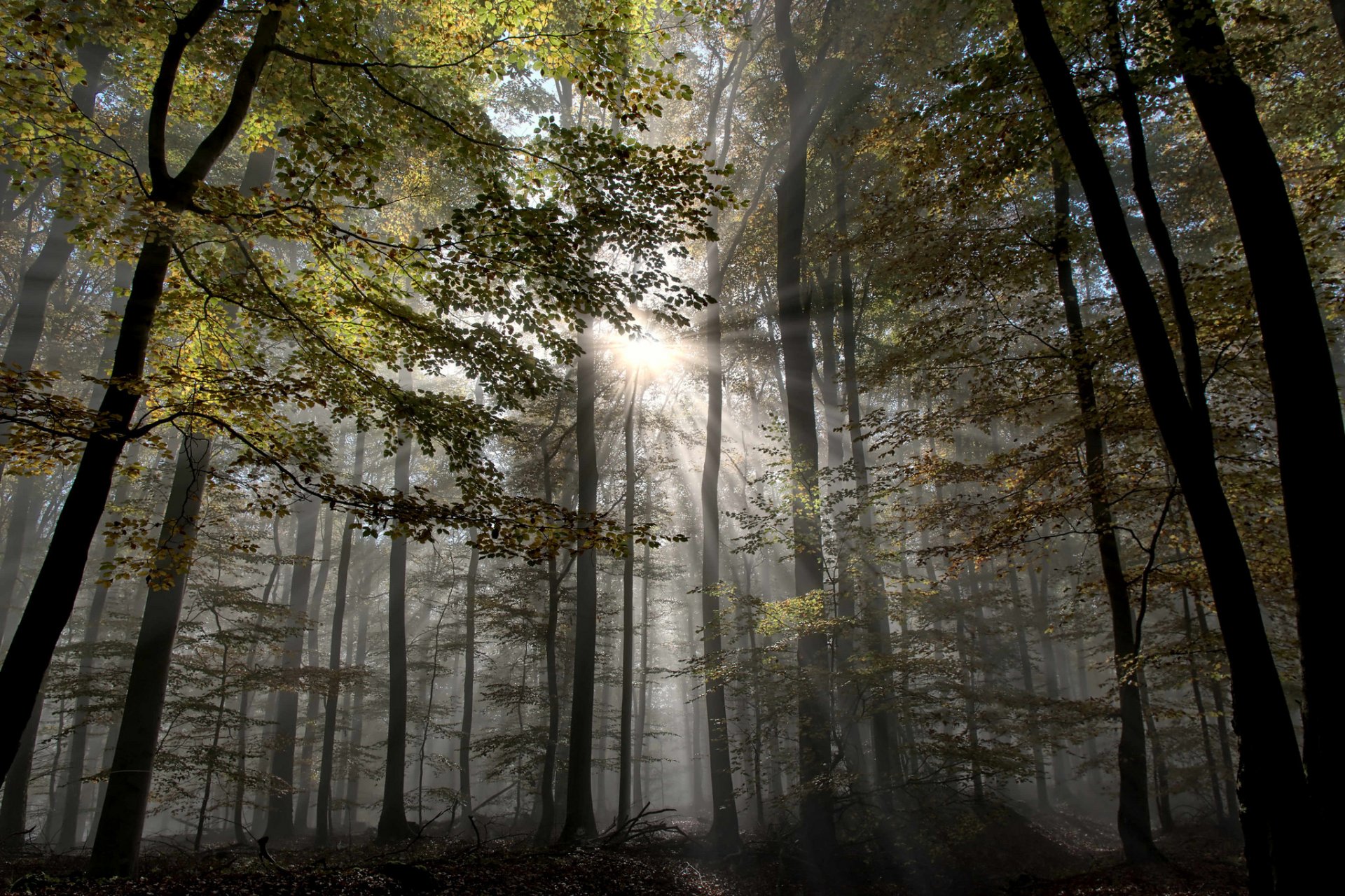 forêt brouillard rayons automne arbres