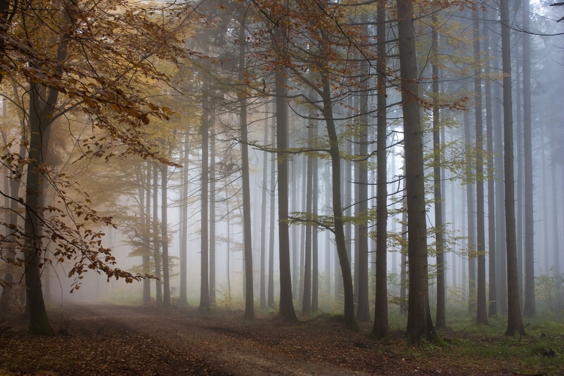 forest fog track tree autumn