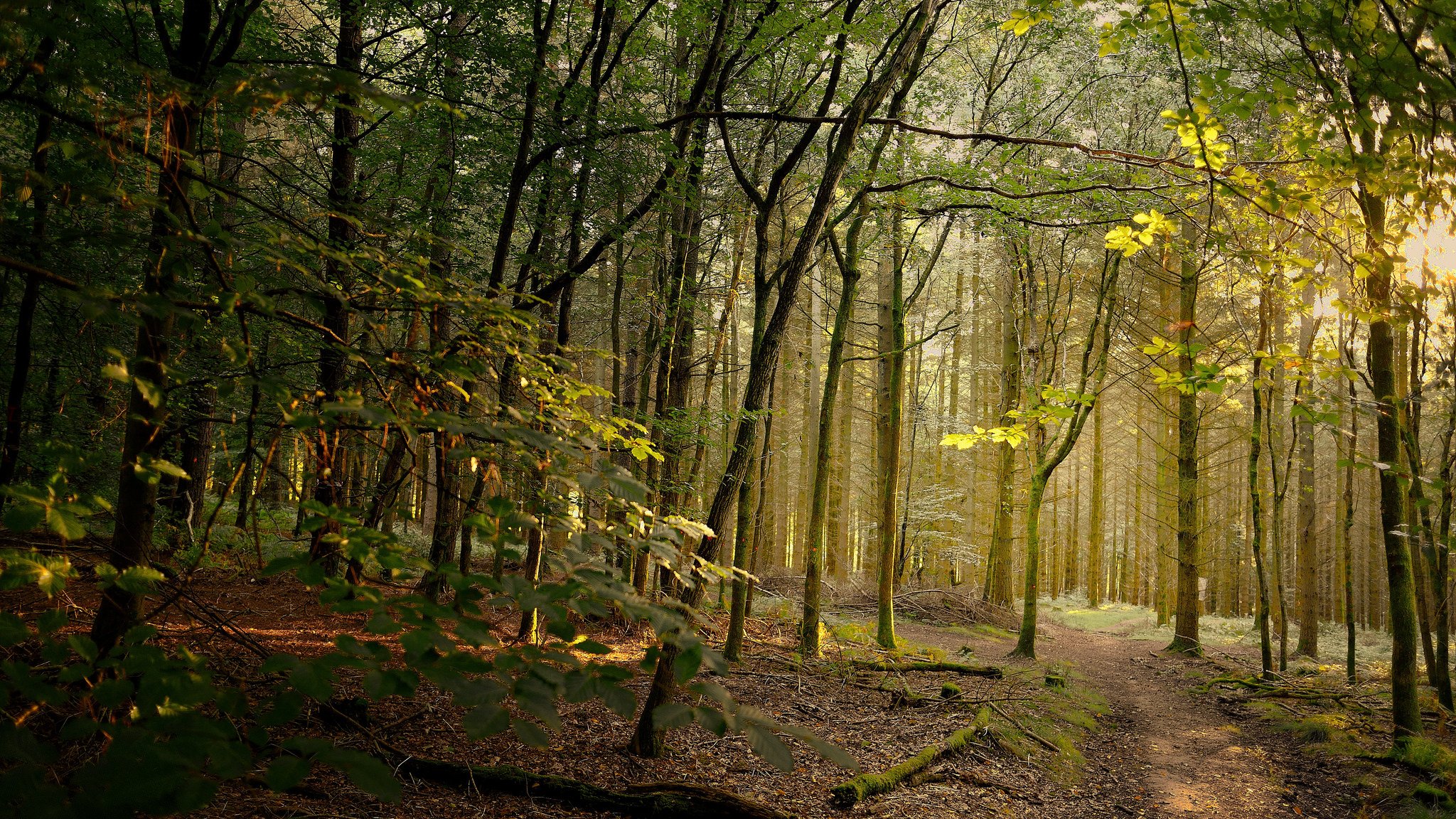 foresta sentiero luce del sole