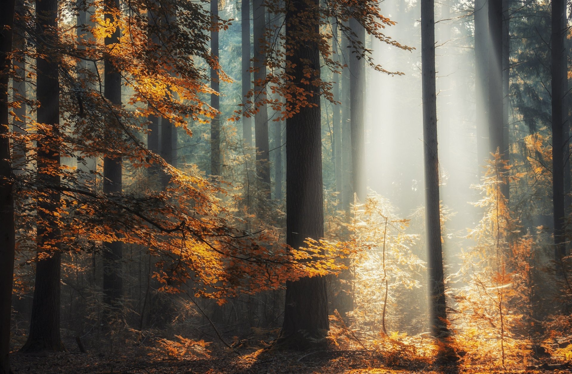 foresta alberi raggi luce autunno