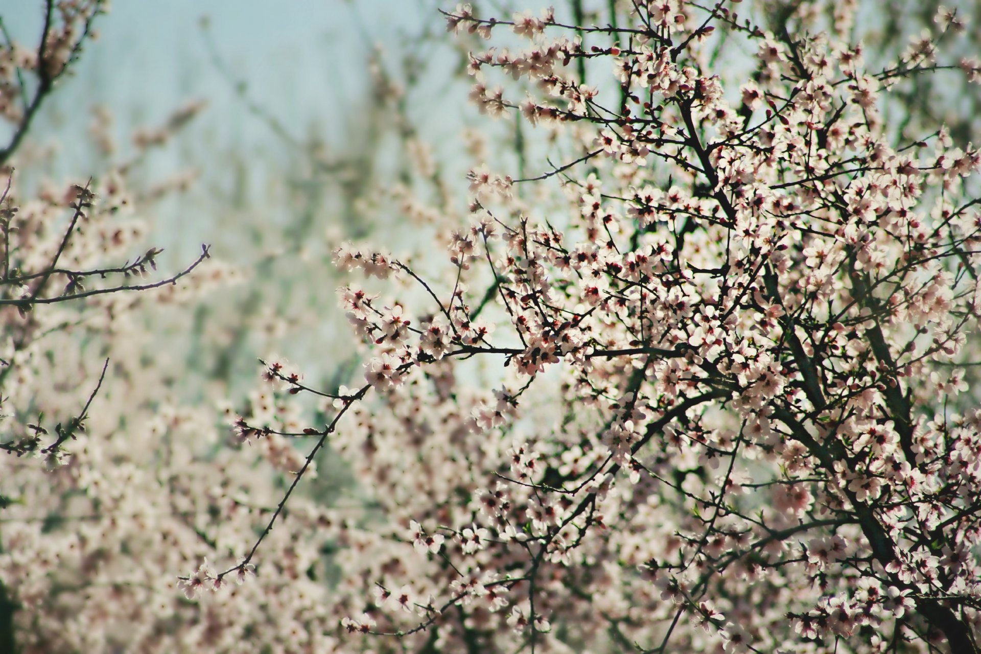 pring tree flower