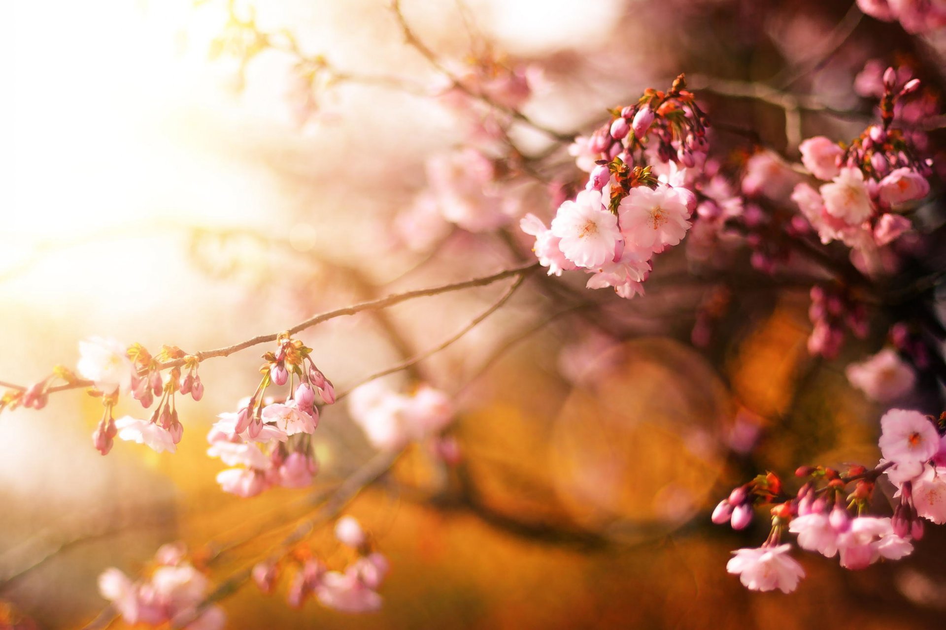 sakura árbol cereza flores primavera