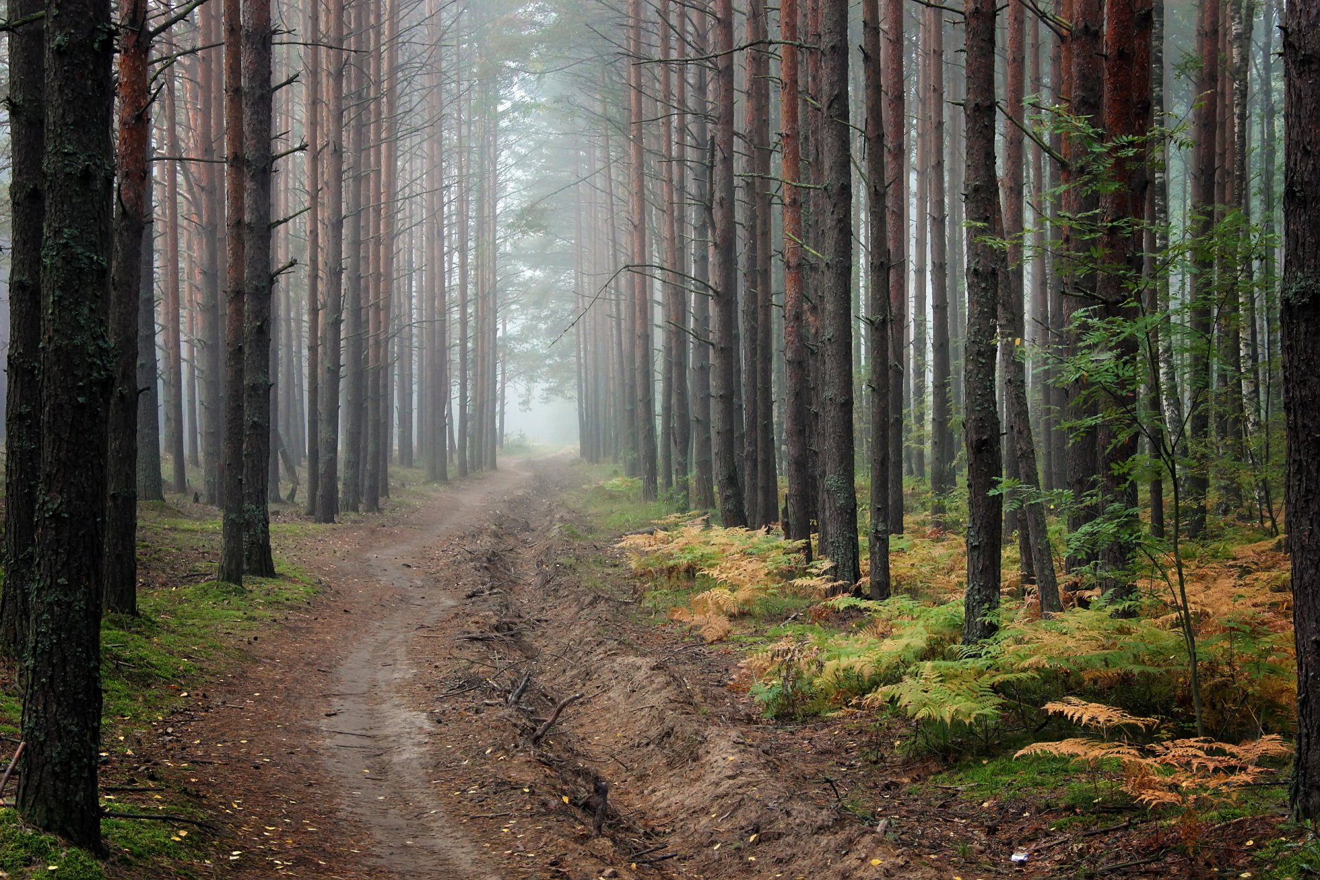 forest road nature