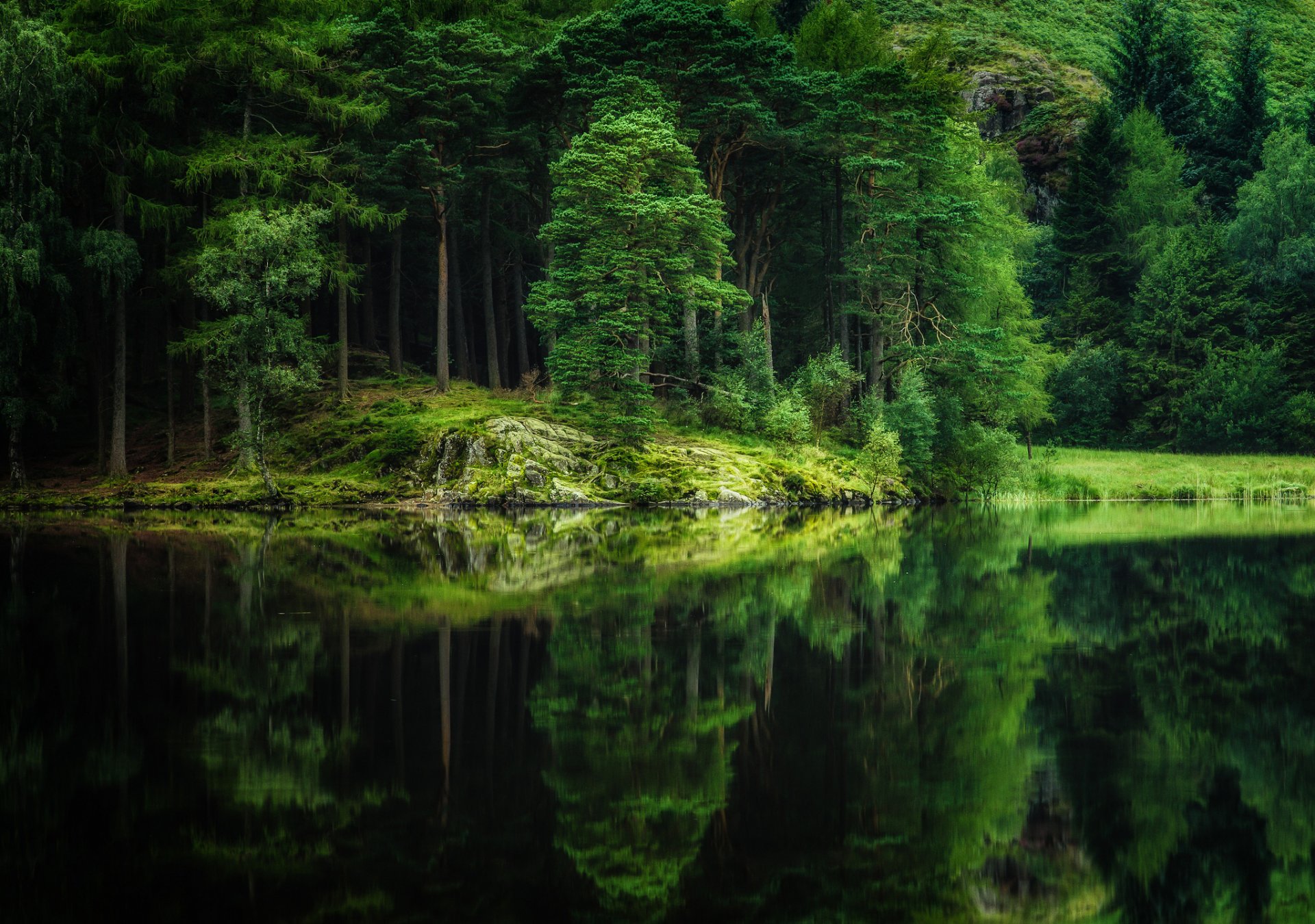 wald bäume fluss see reflexion